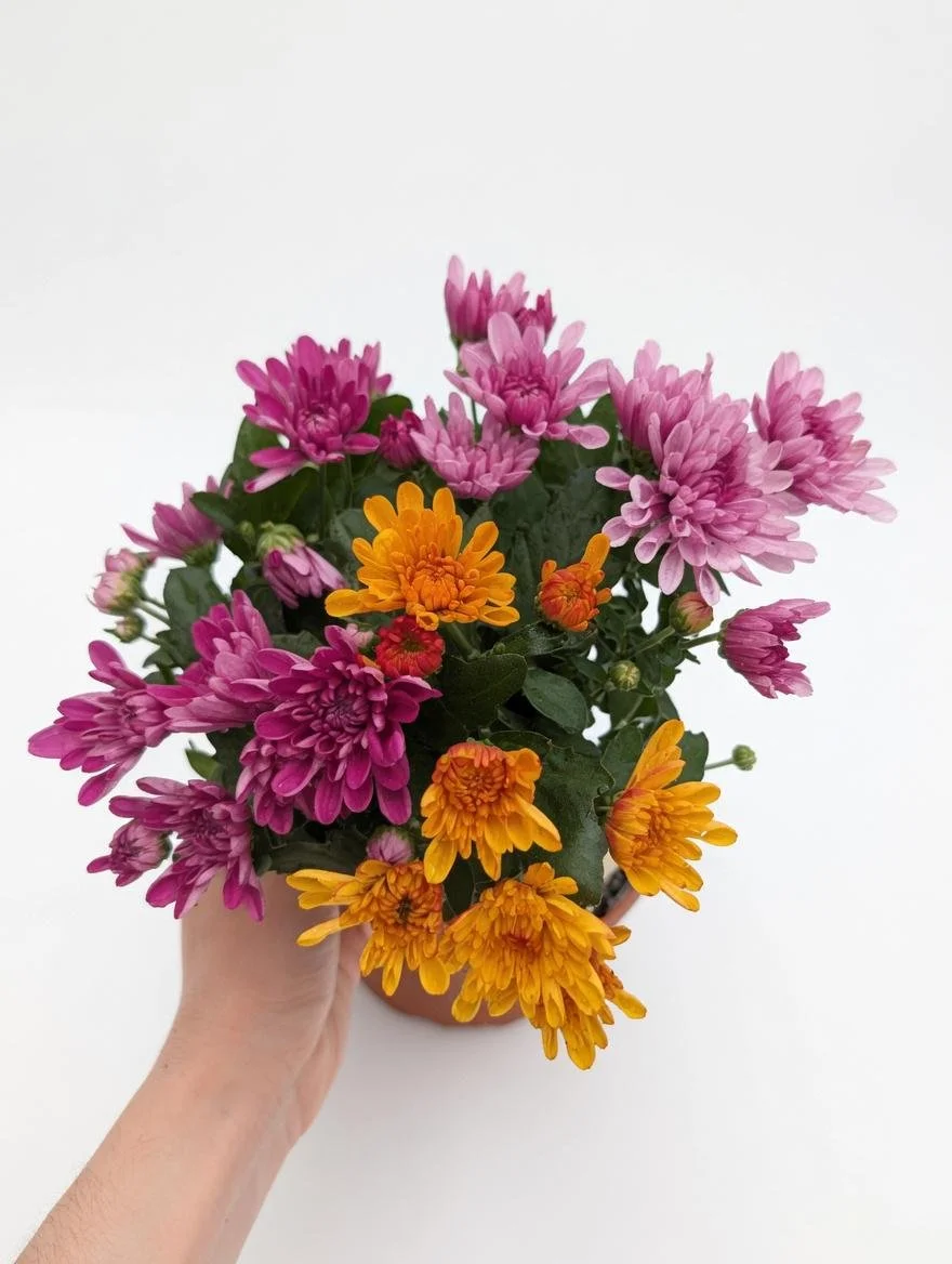 Chrysanthemum_Plant-4.jpg