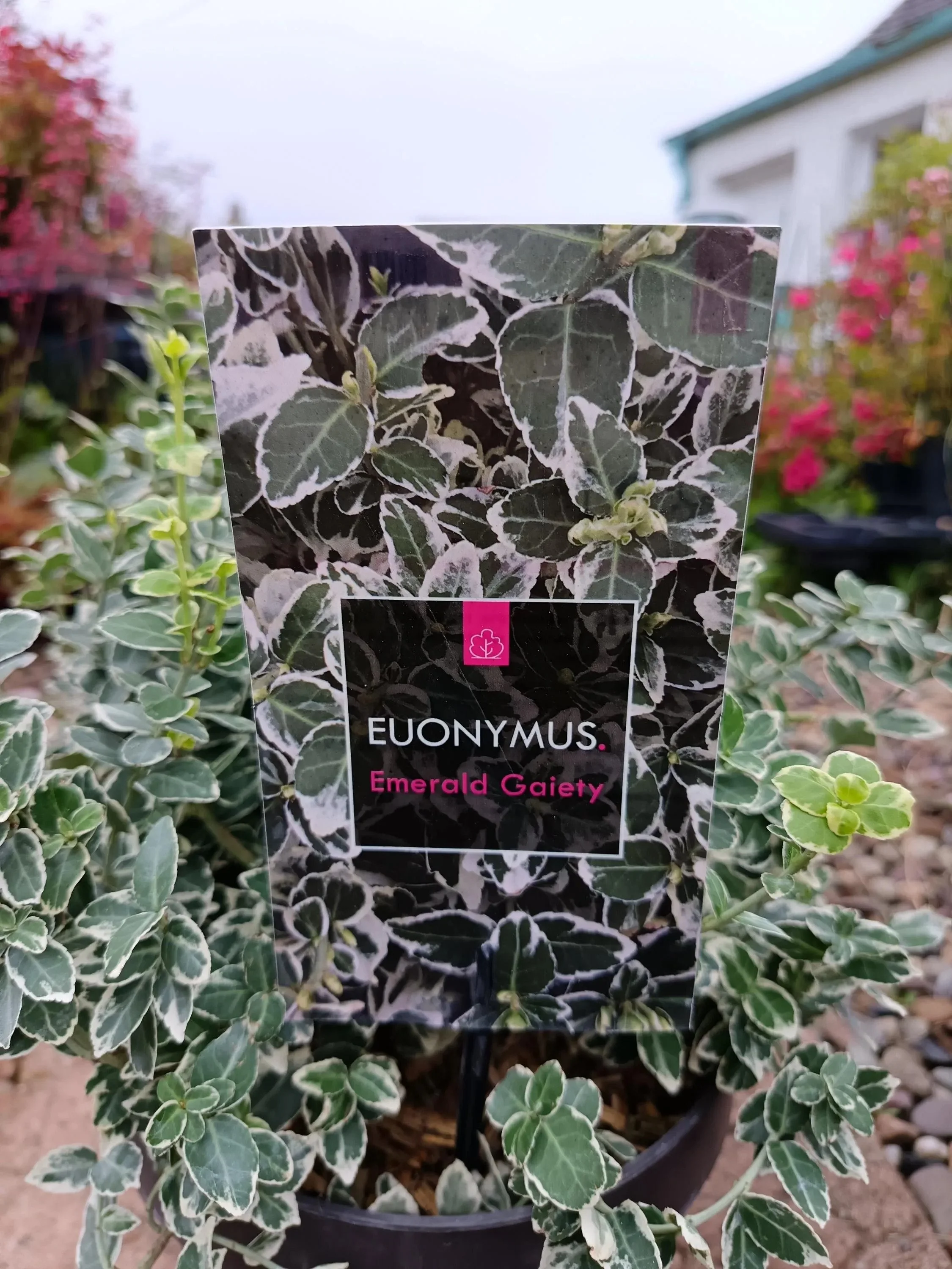 Euonymus_5L-Gaiety-1.jpg