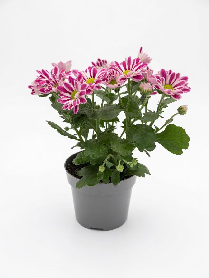 Chrysanthemum_Plant.jpg