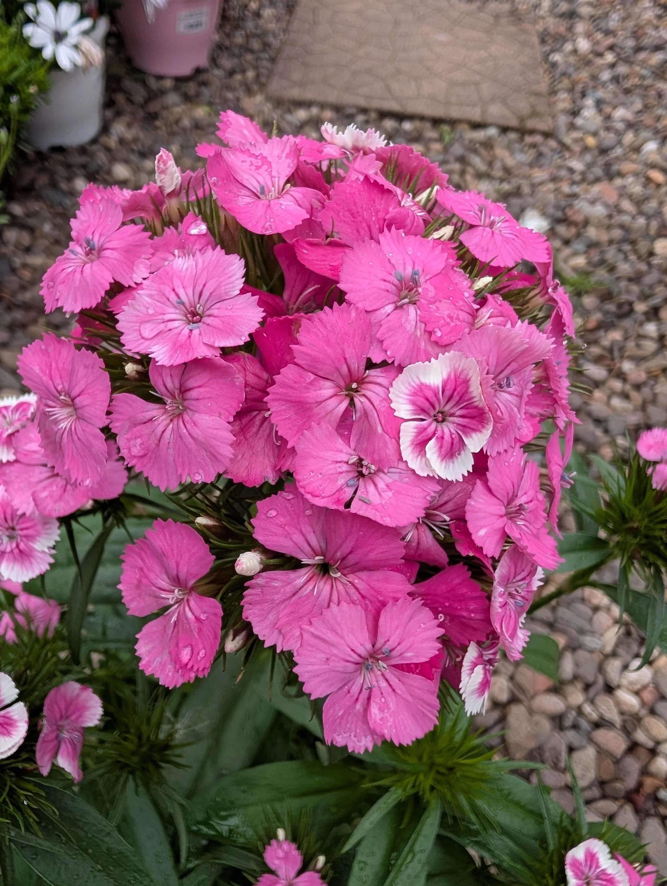 Sweet_William_Plant -1.jpg