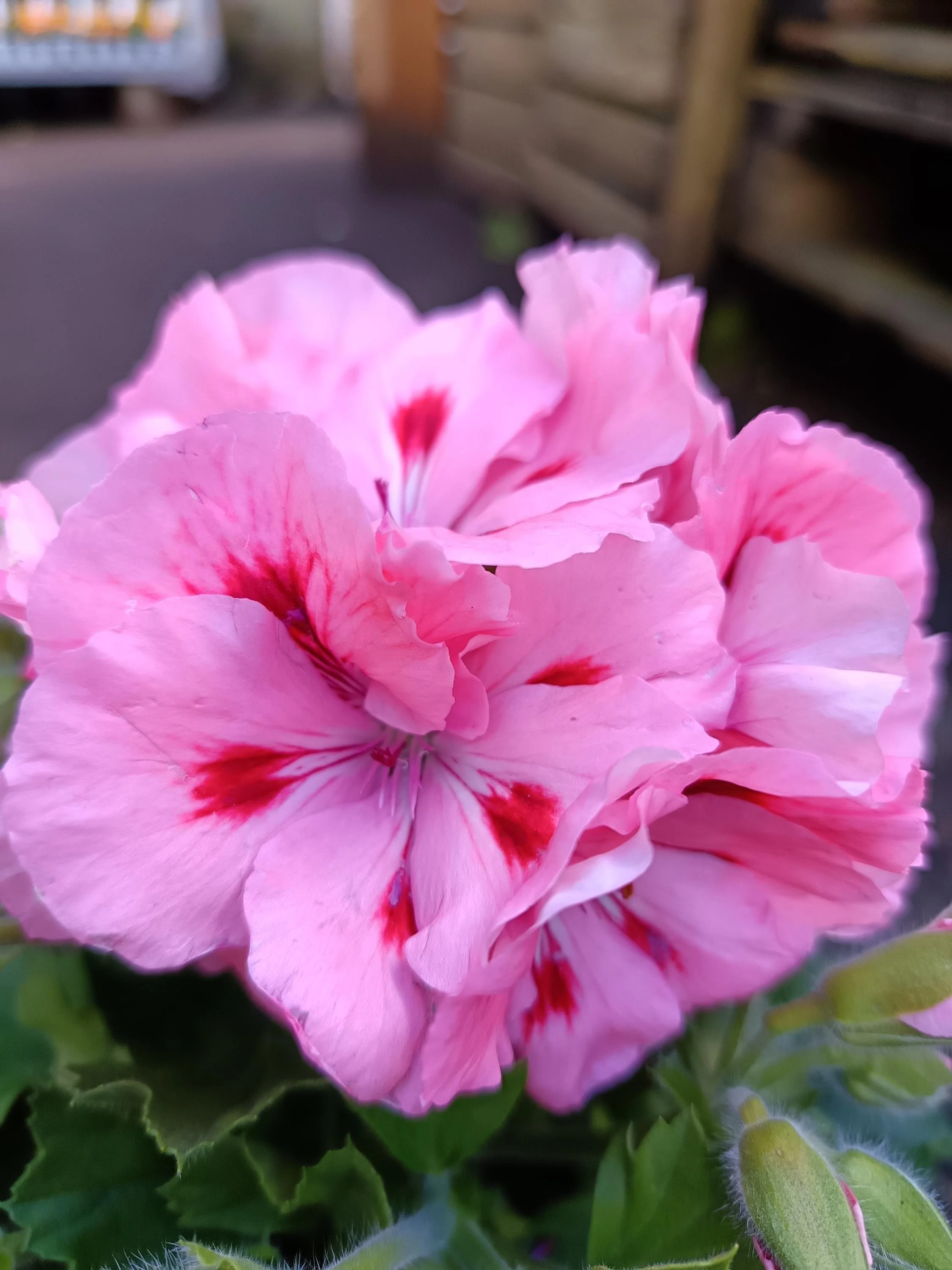Pelargonium_Plant-10.jpg