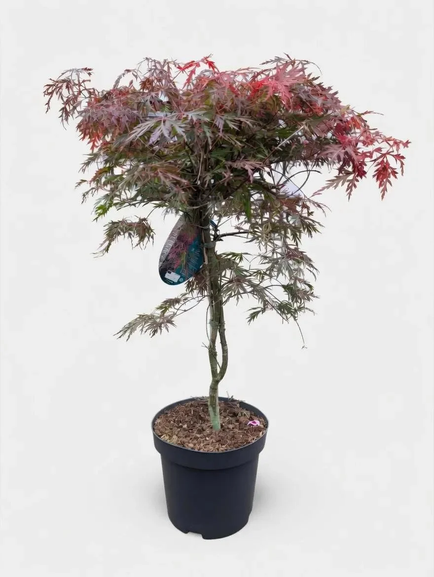 Red_Japanese_Maple.jpg