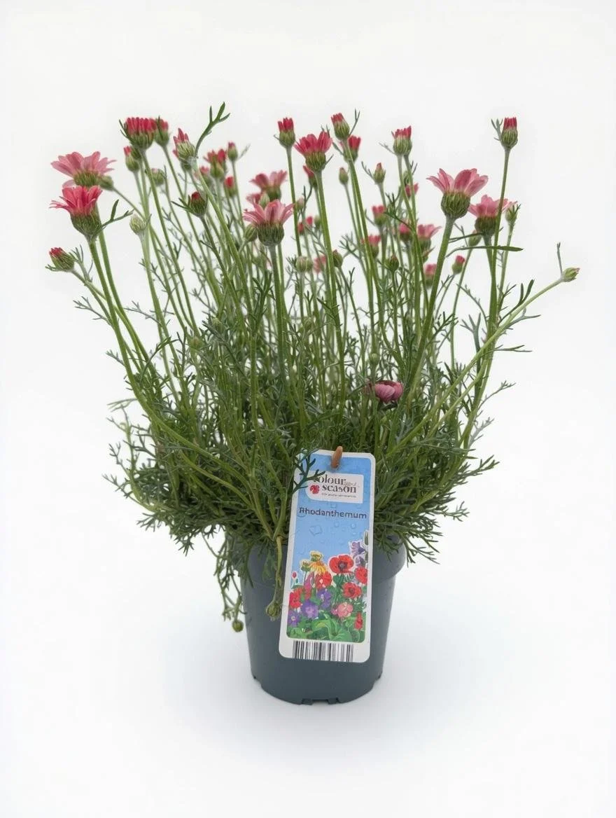 Rhodanthemum_Plant-Red-1.jpg
