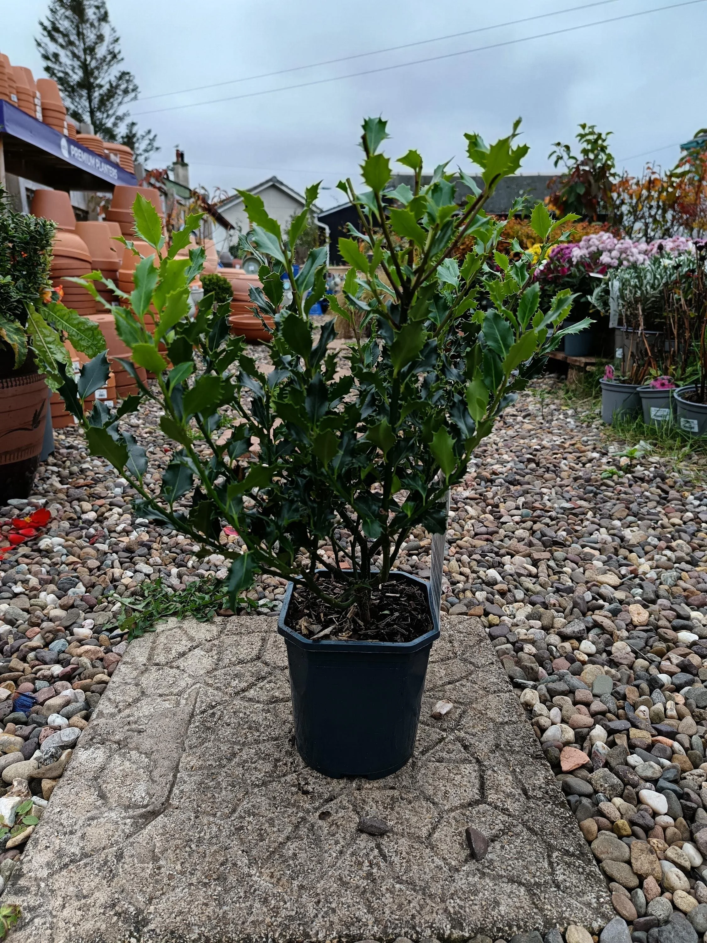 Ilex_Alaska-1.jpg