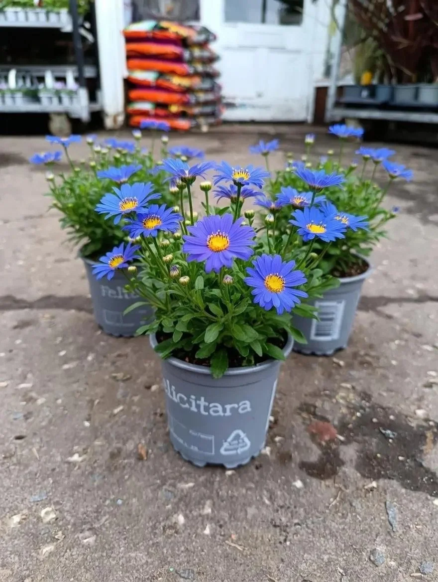 Felicia_Blue_Daisy_Plant-1.jpg