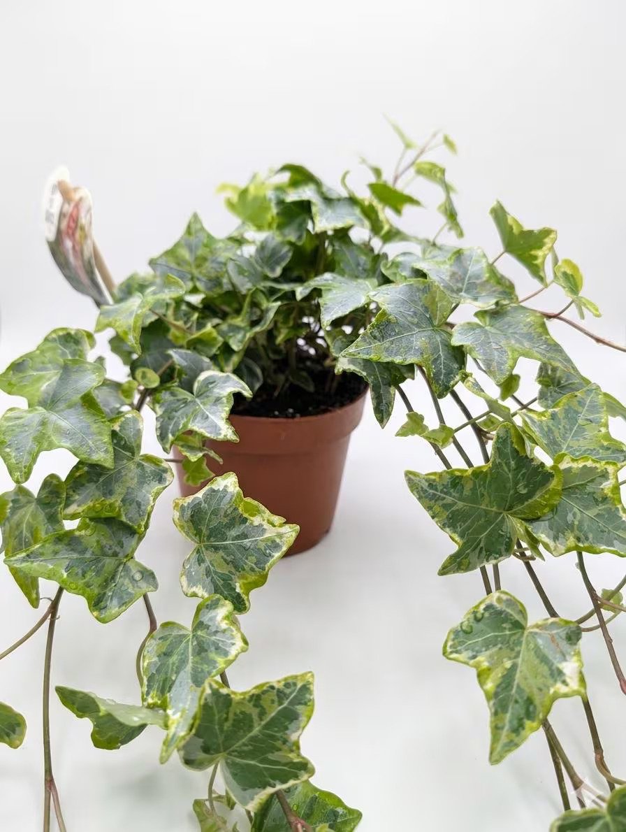 Variegated_Ivy-2.jpg