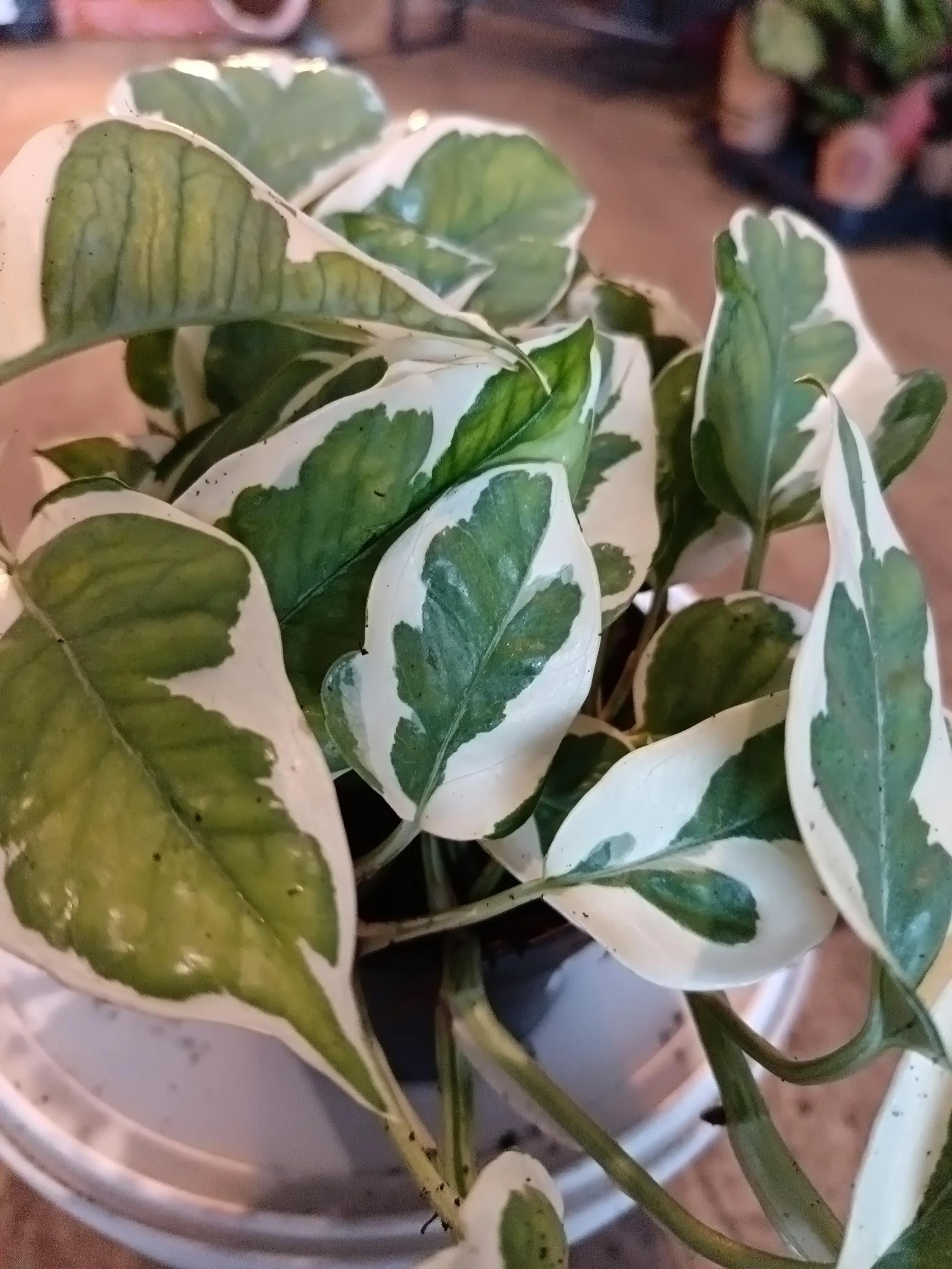 Philodendron-Macro.jpg