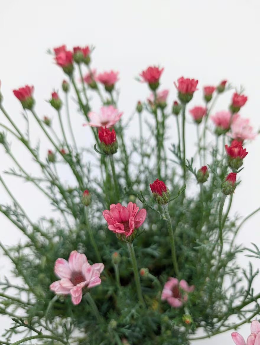 Rhodanthemum_Plant-Red-3.jpg