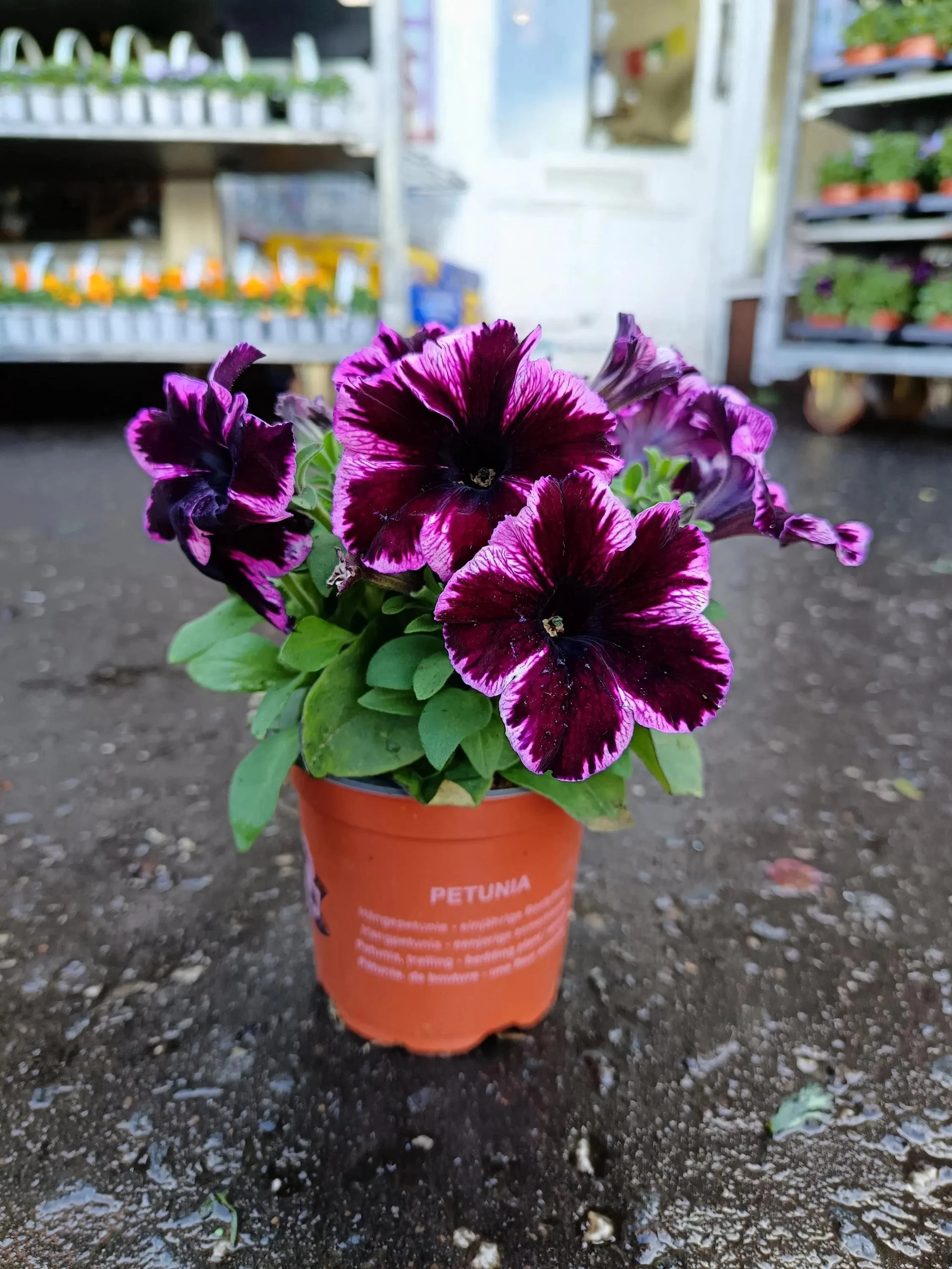 Petunia_Plants-1.jpg
