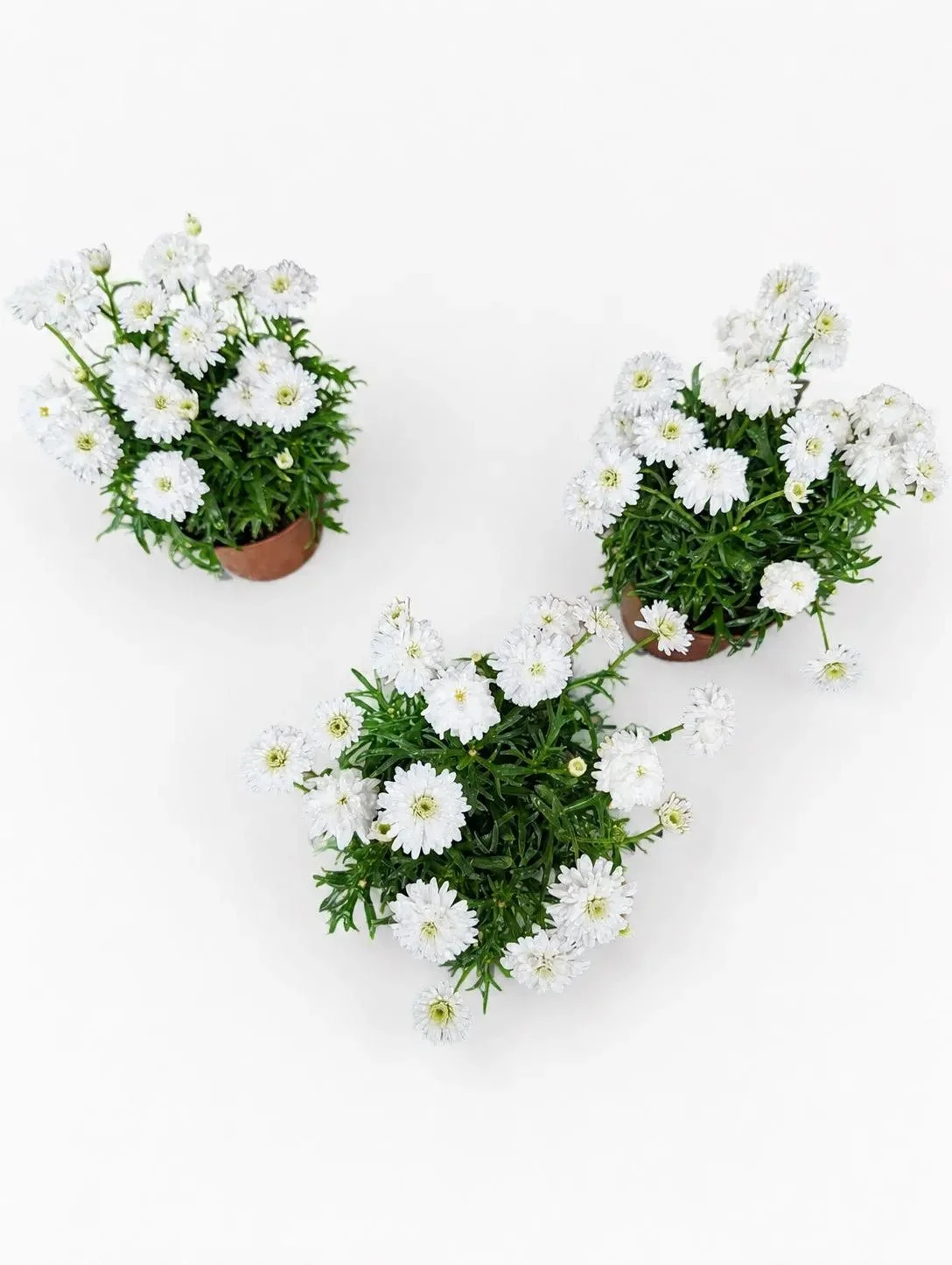 White_Chrysanthemum_Plants-2.jpg