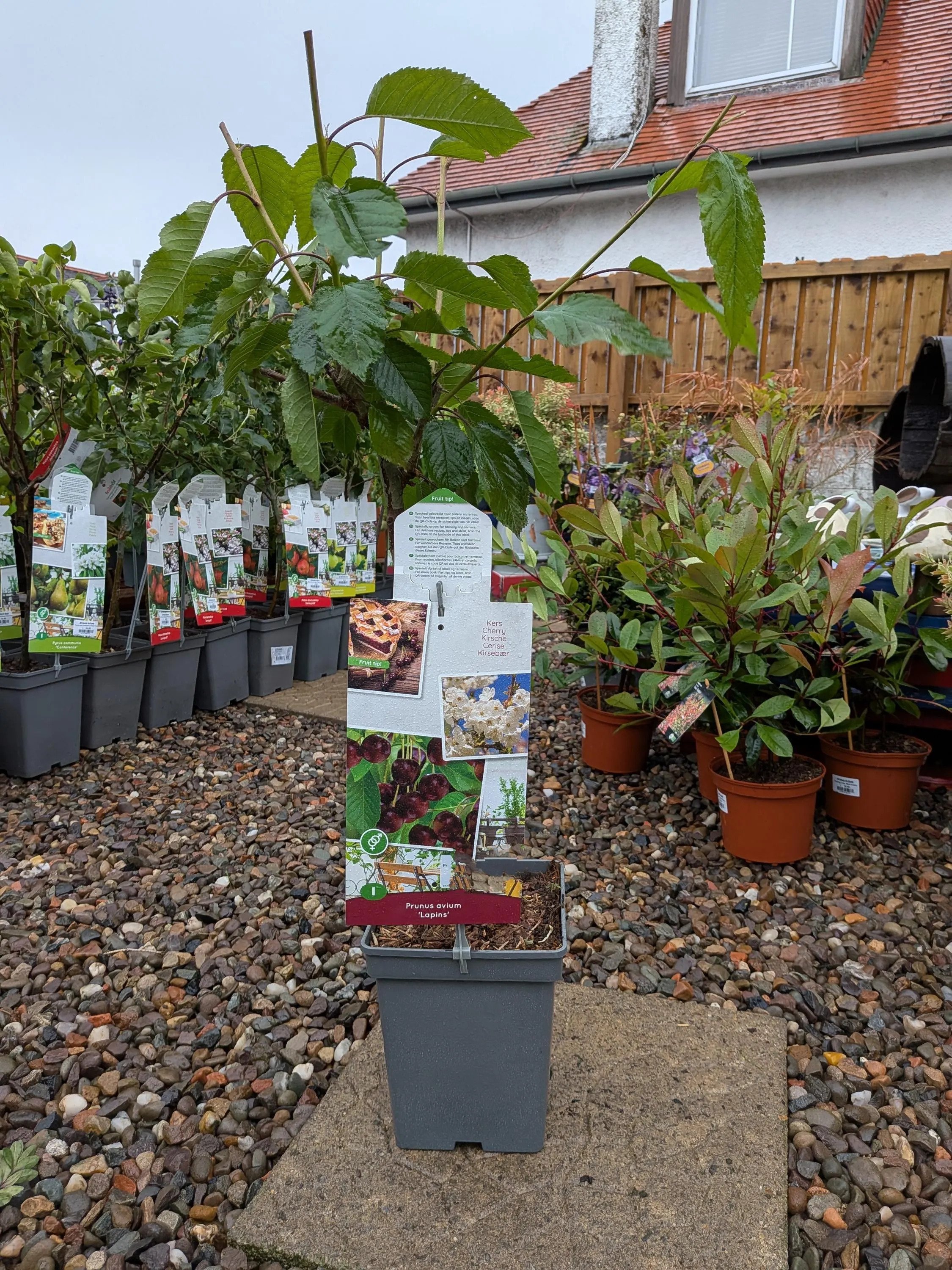 Patio_Fruit_Trees-6.jpg