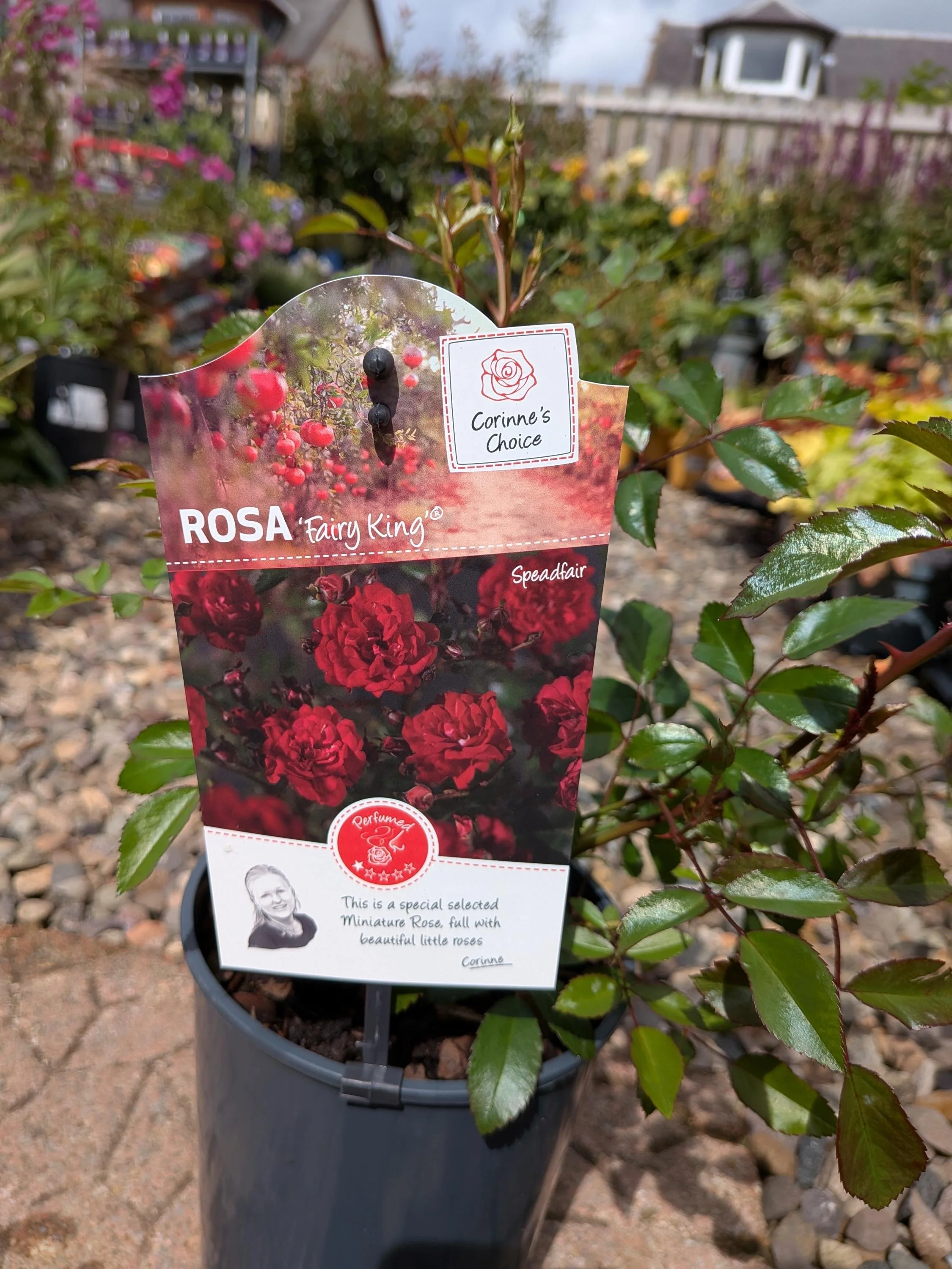 Garden_Roses-Red.jpg