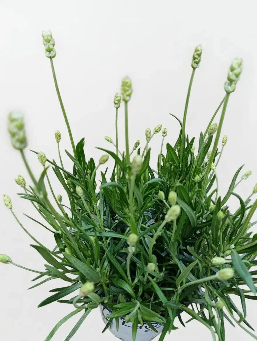 English_Lavender_12cm-8.jpg
