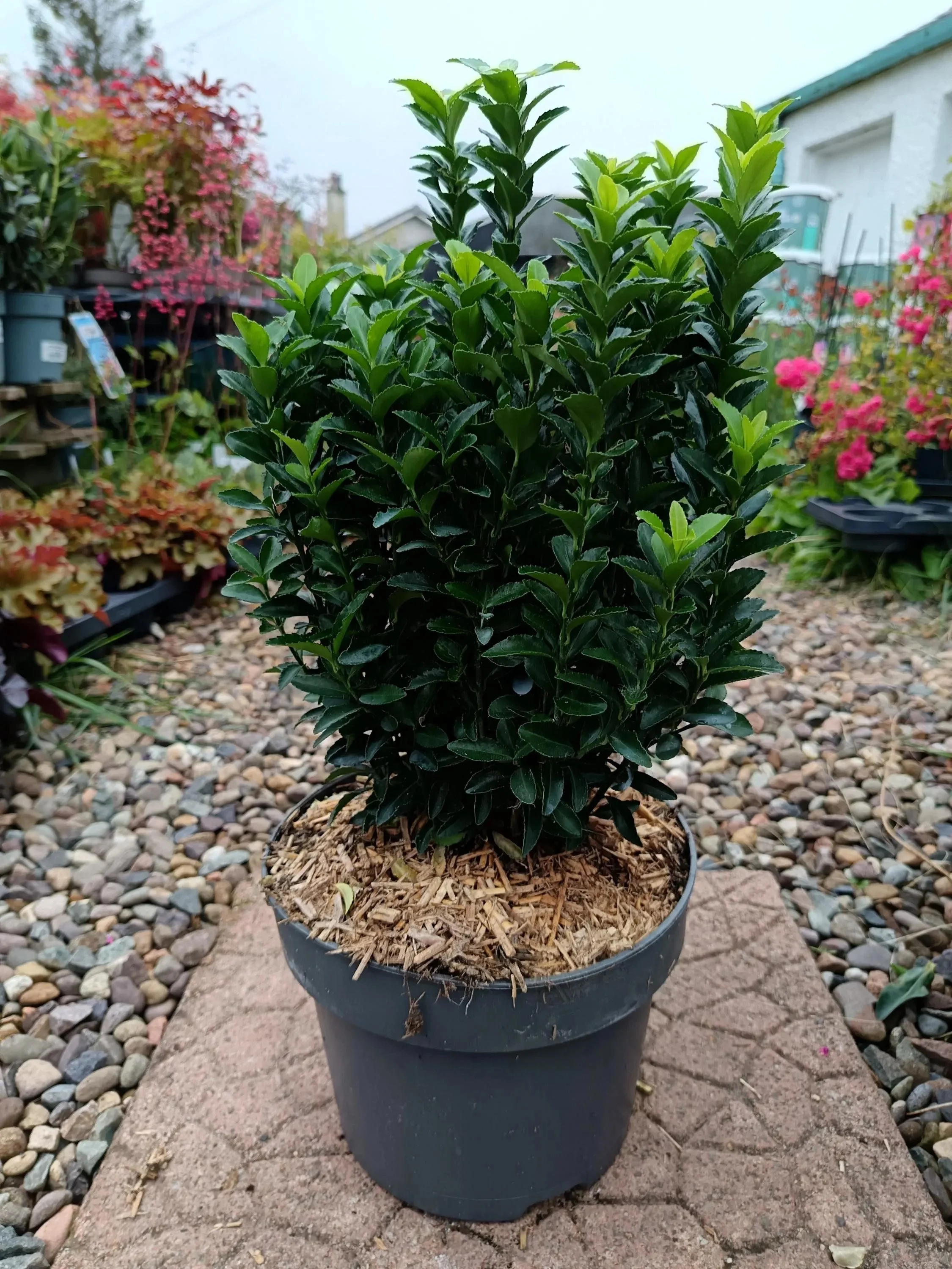 Euonymus_5L-Green.jpg
