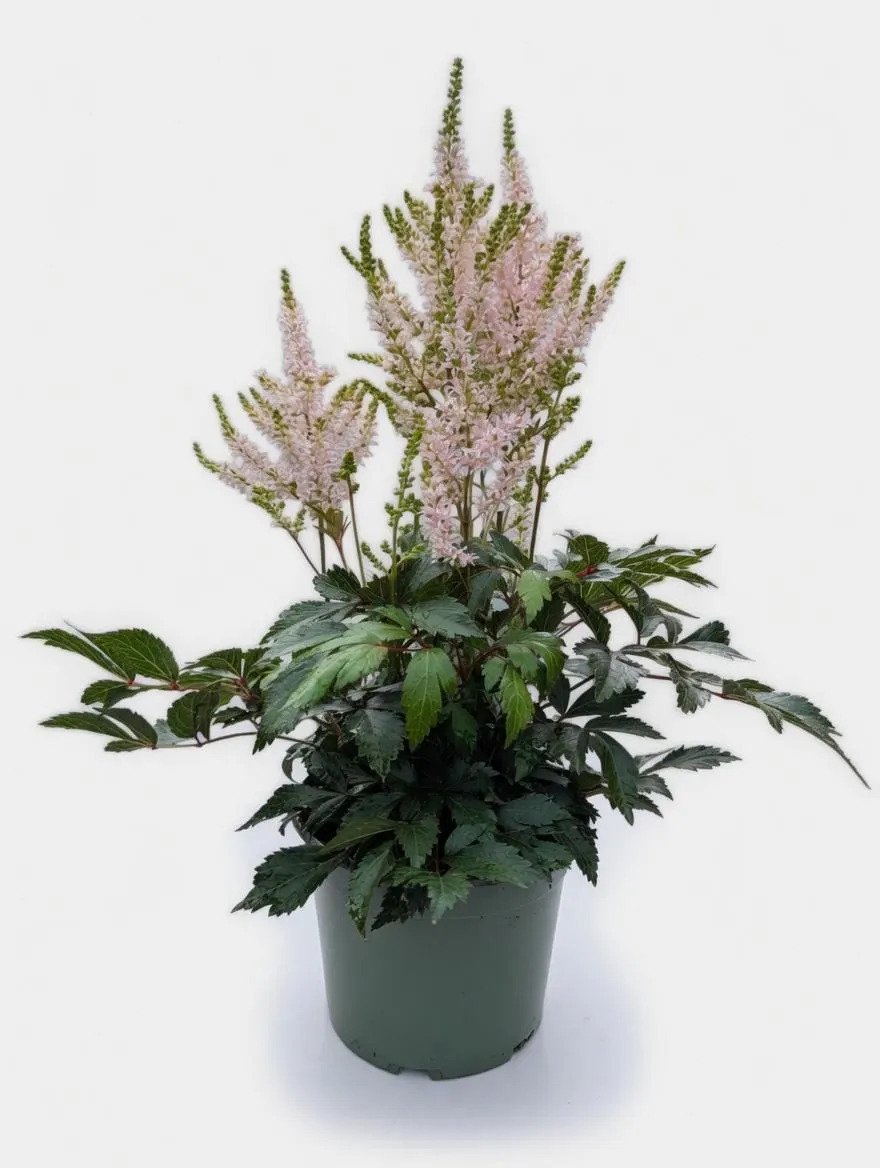Astilbe_Plants-Pink-1.jpg