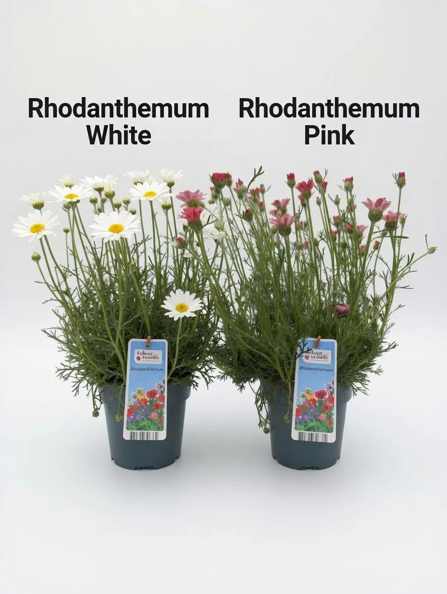 Rhodanthemum Daisy Plant (2L Pot) - Choice of Pink or White