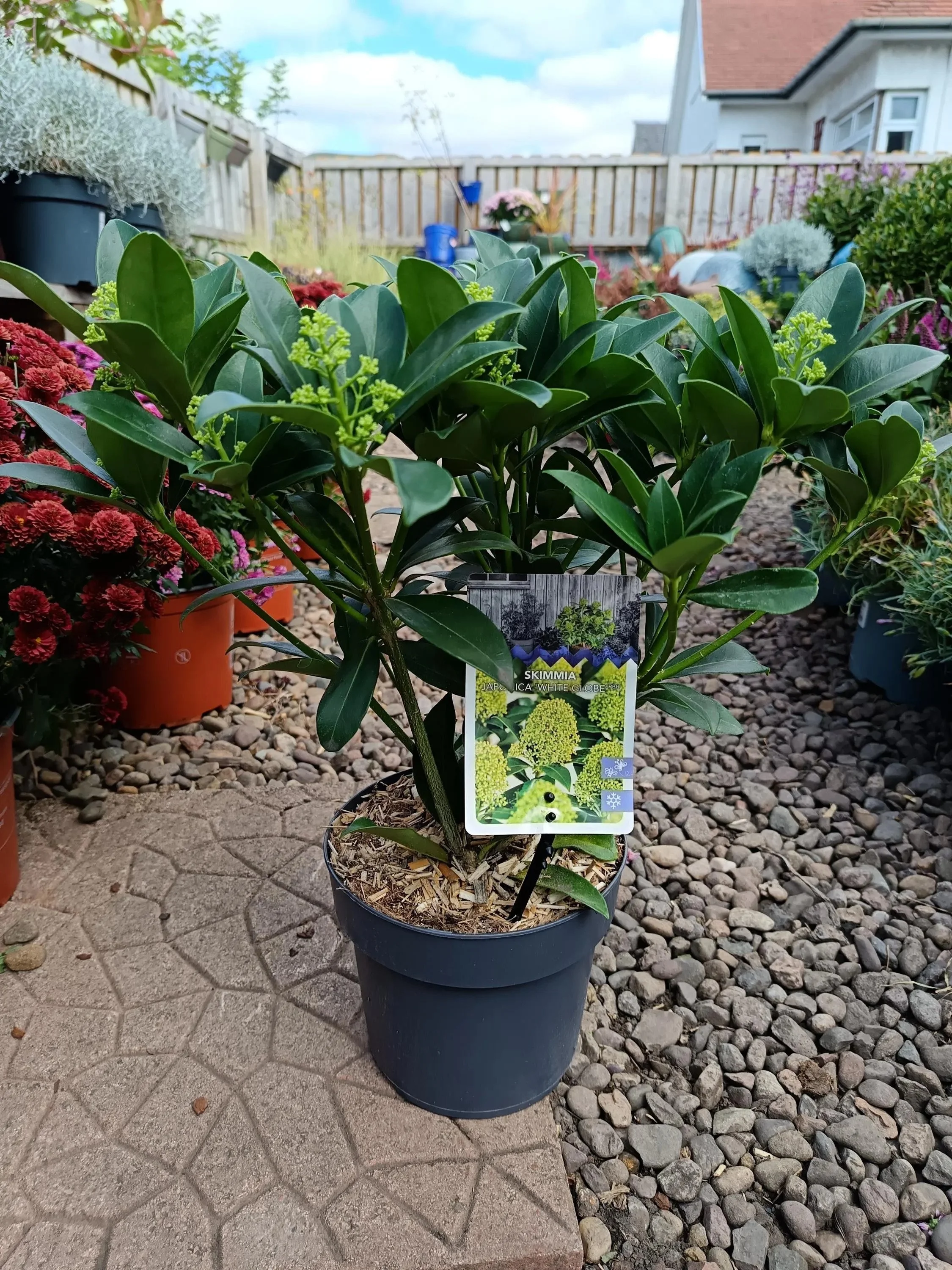 Skimmia Japonica 'White Globe' | Evergreen Shrub | Hardy Garden Plant | Fragrant White Flower