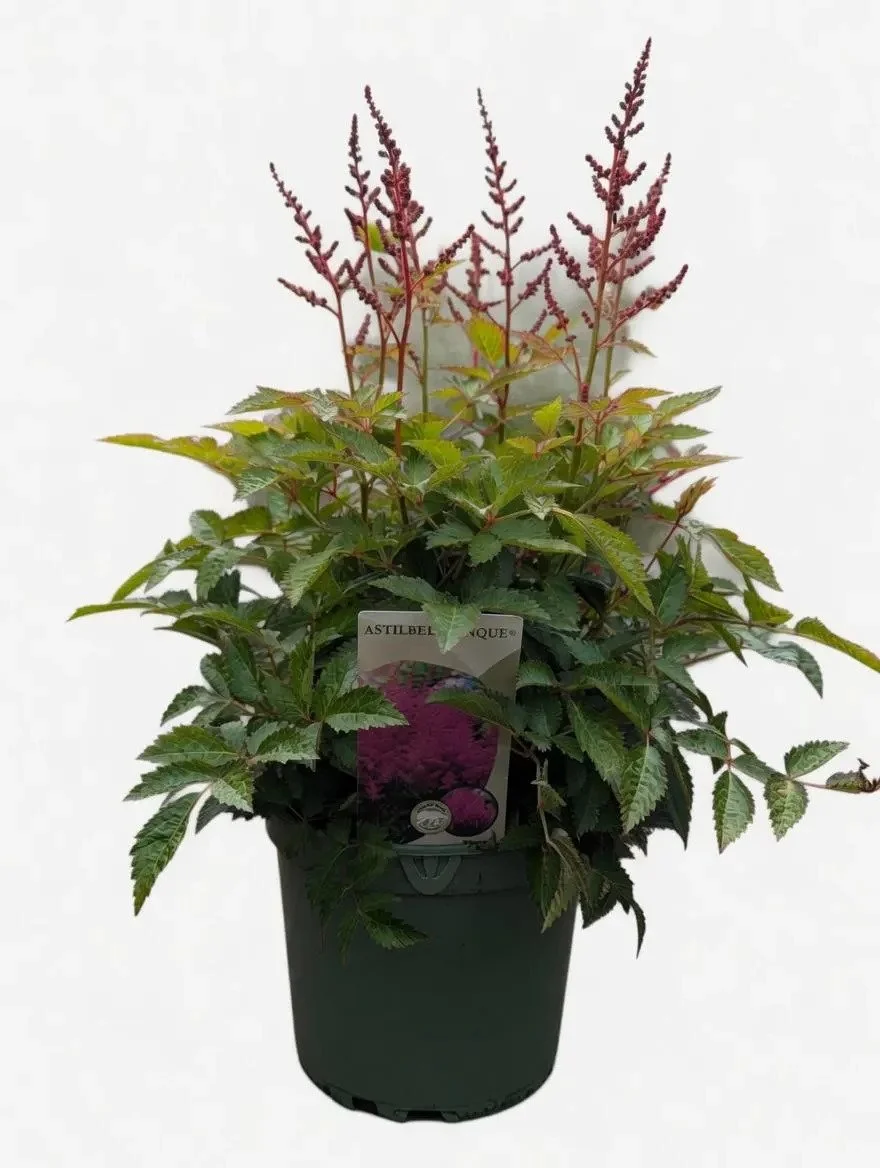 Astilbe_Plants-Red-1.jpg