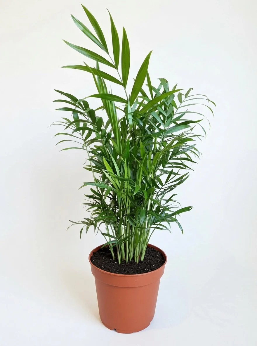 Parlour_Palm.jpg