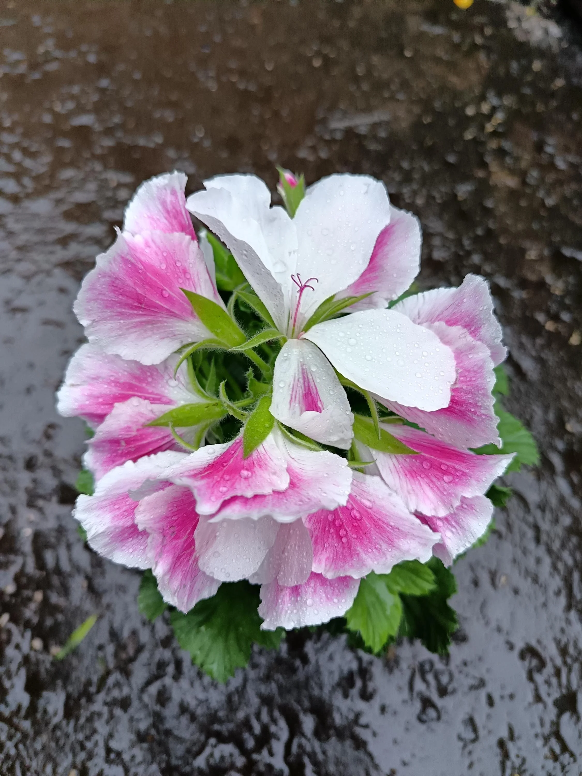 Pelargonium_Plant-1.jpg