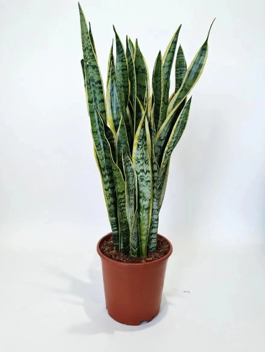 Large_Snake_Plant-1.jpg