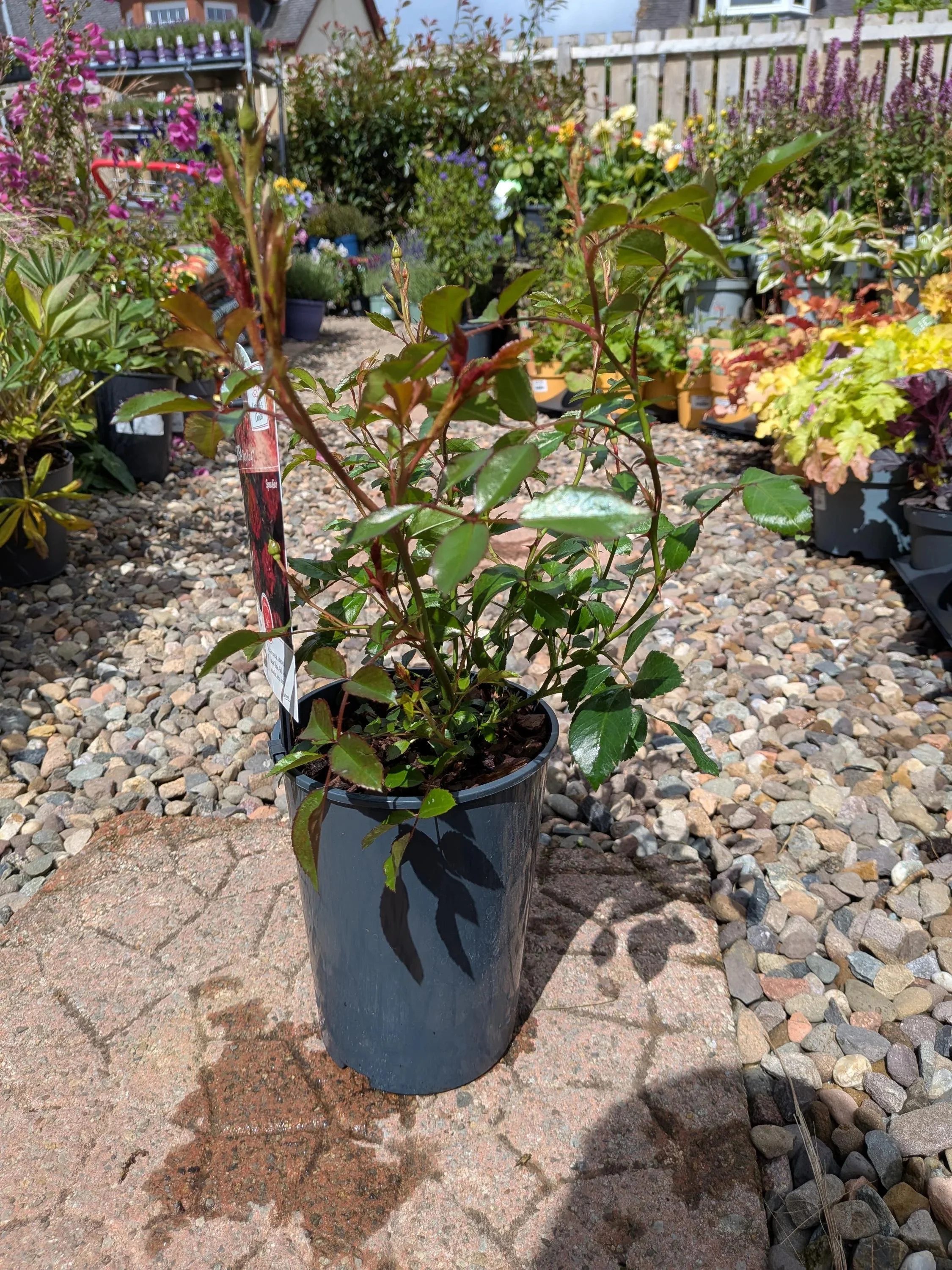 Garden_Roses.jpg