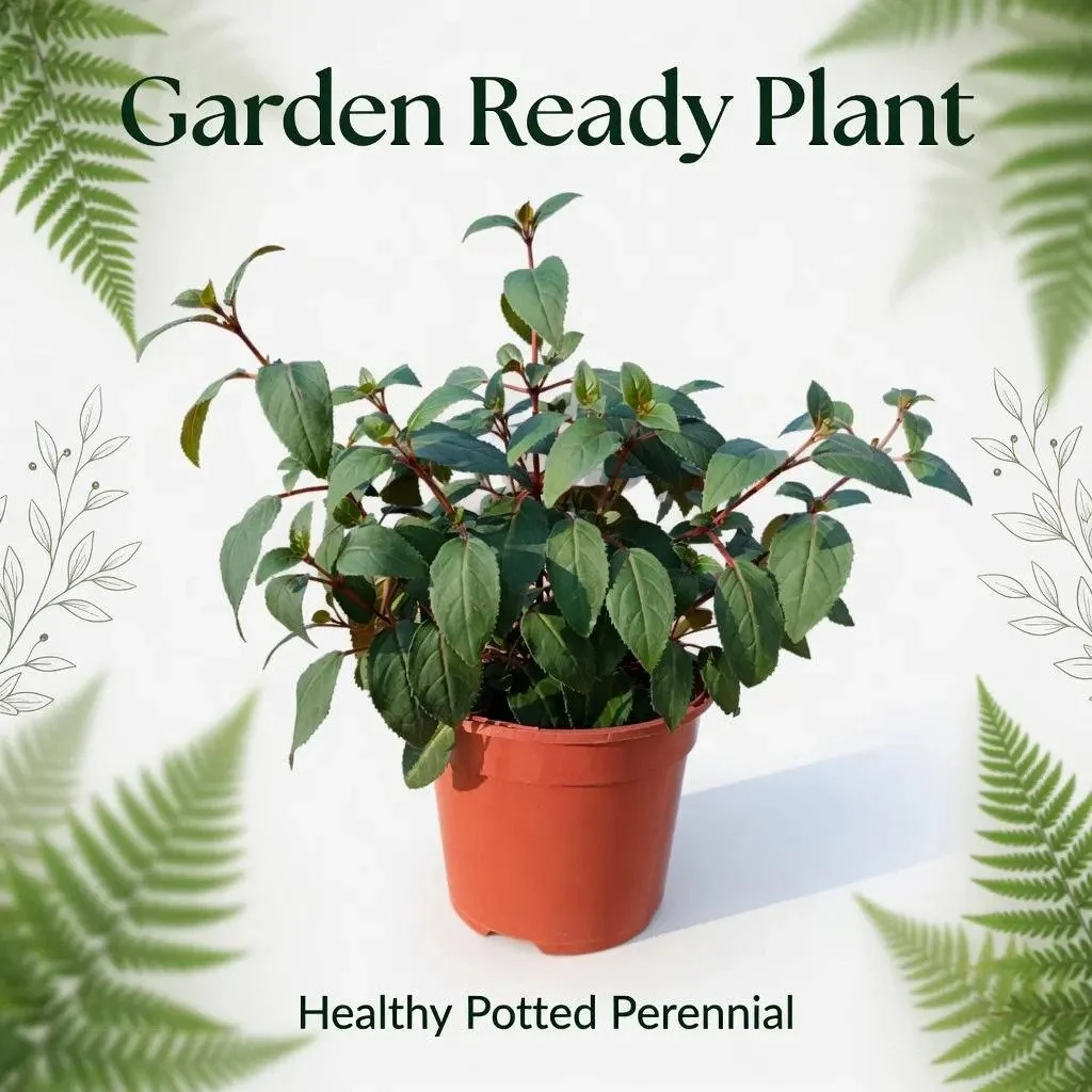 Pink_Purple_Fuchsia_Plants.jpg