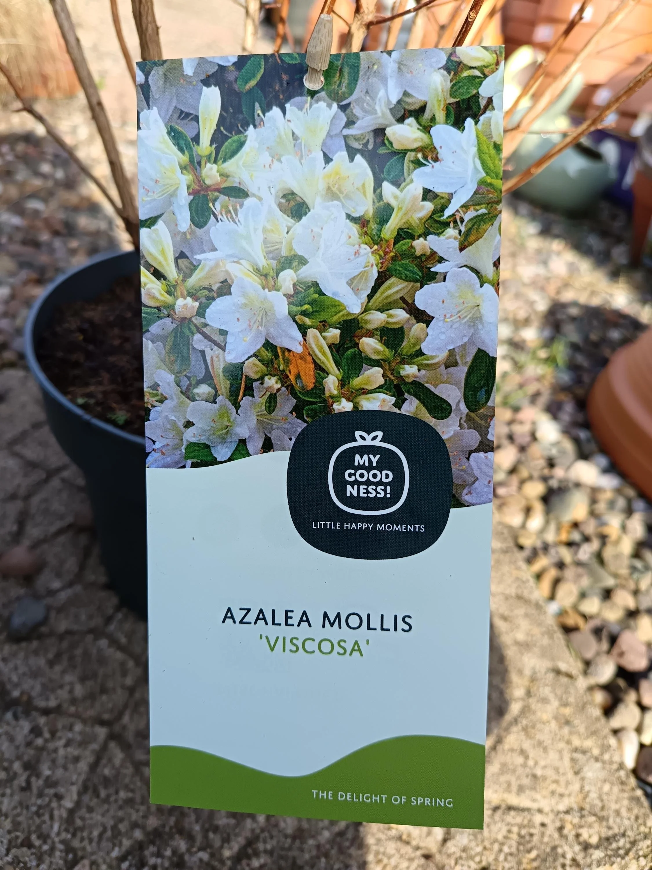 Azalea_Mollis_Deciduous-1.jpg