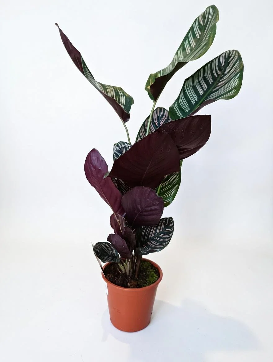 Calathea_Ornata-2.jpg