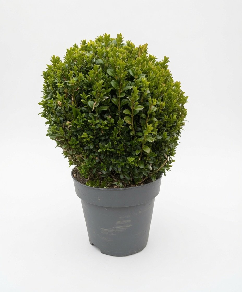 XL_Buxus-Front.jpg