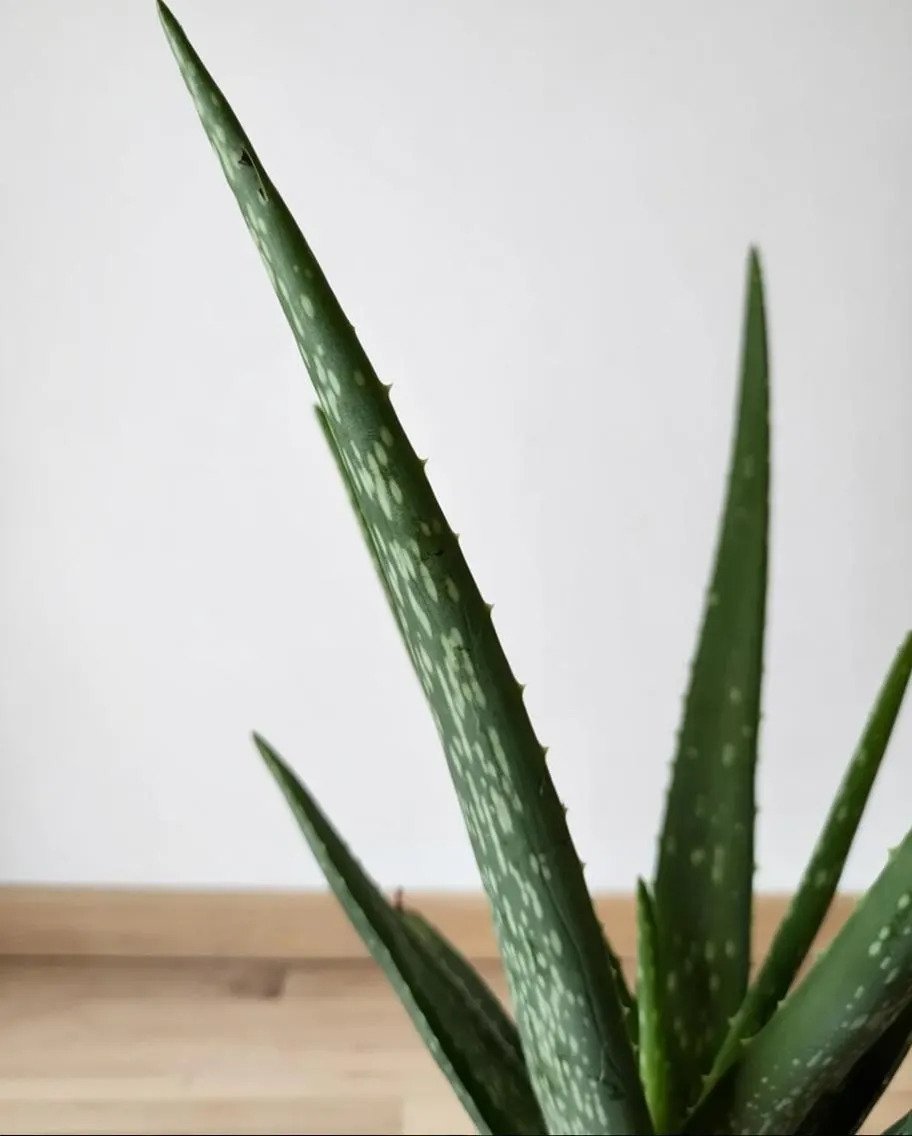 Aloe_Vera_Plant-1.jpg