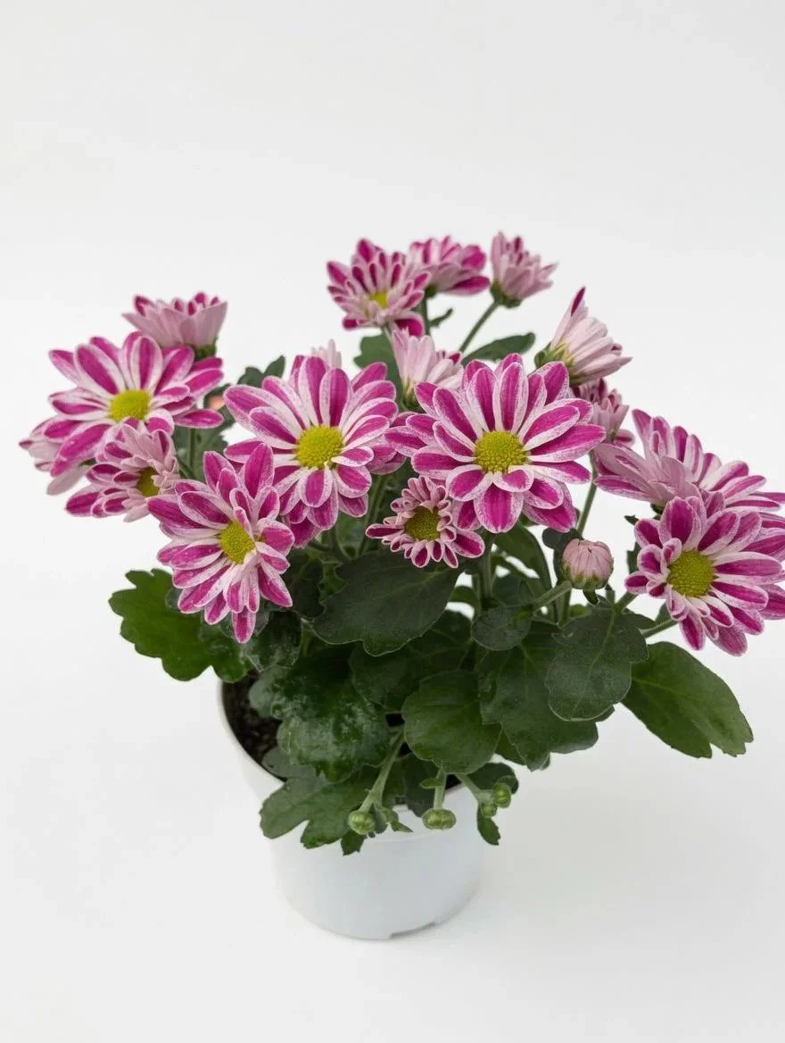 Chrysanthemum_Plant-2.jpg