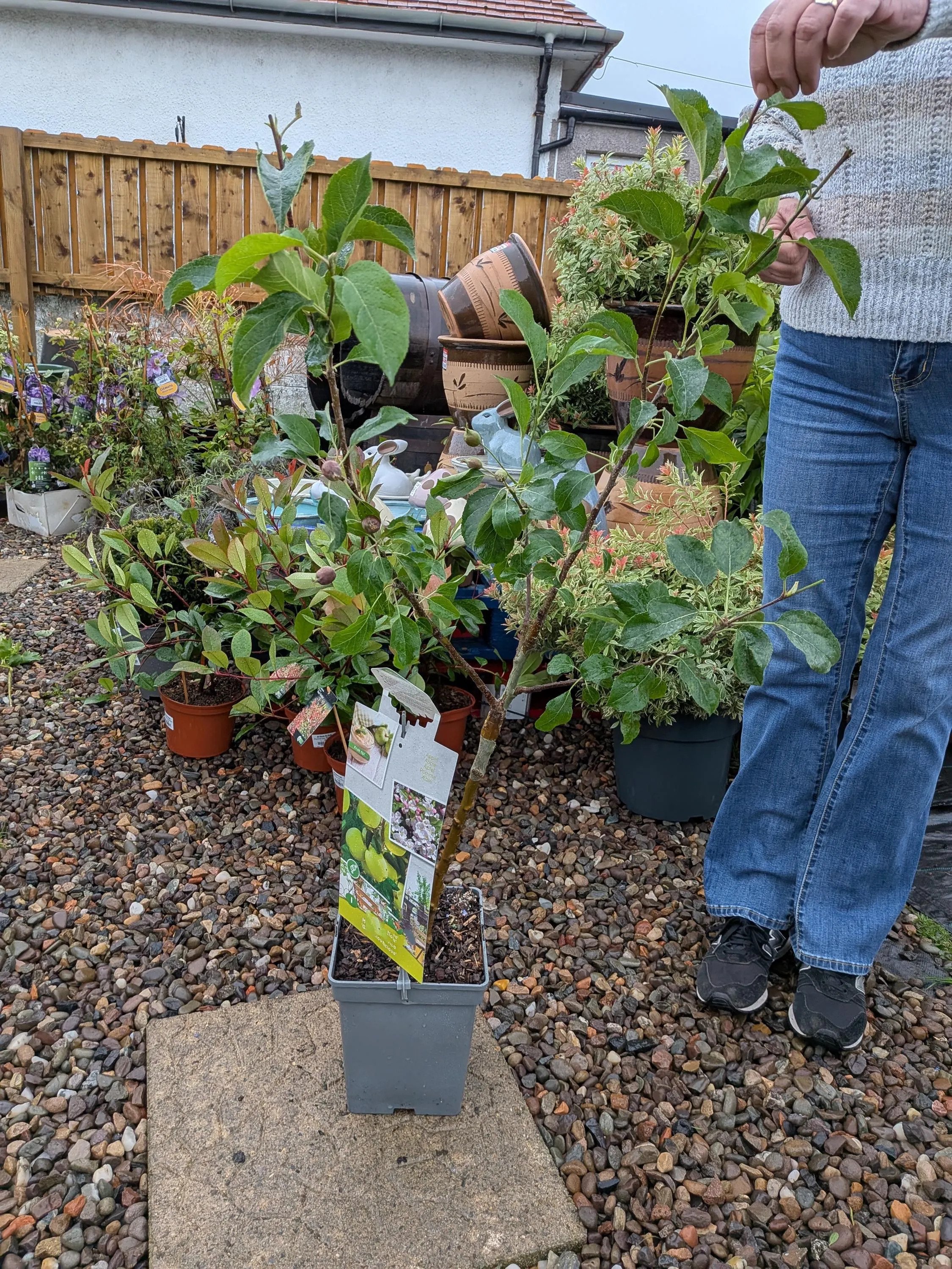 Patio_Fruit_Trees-4.jpg