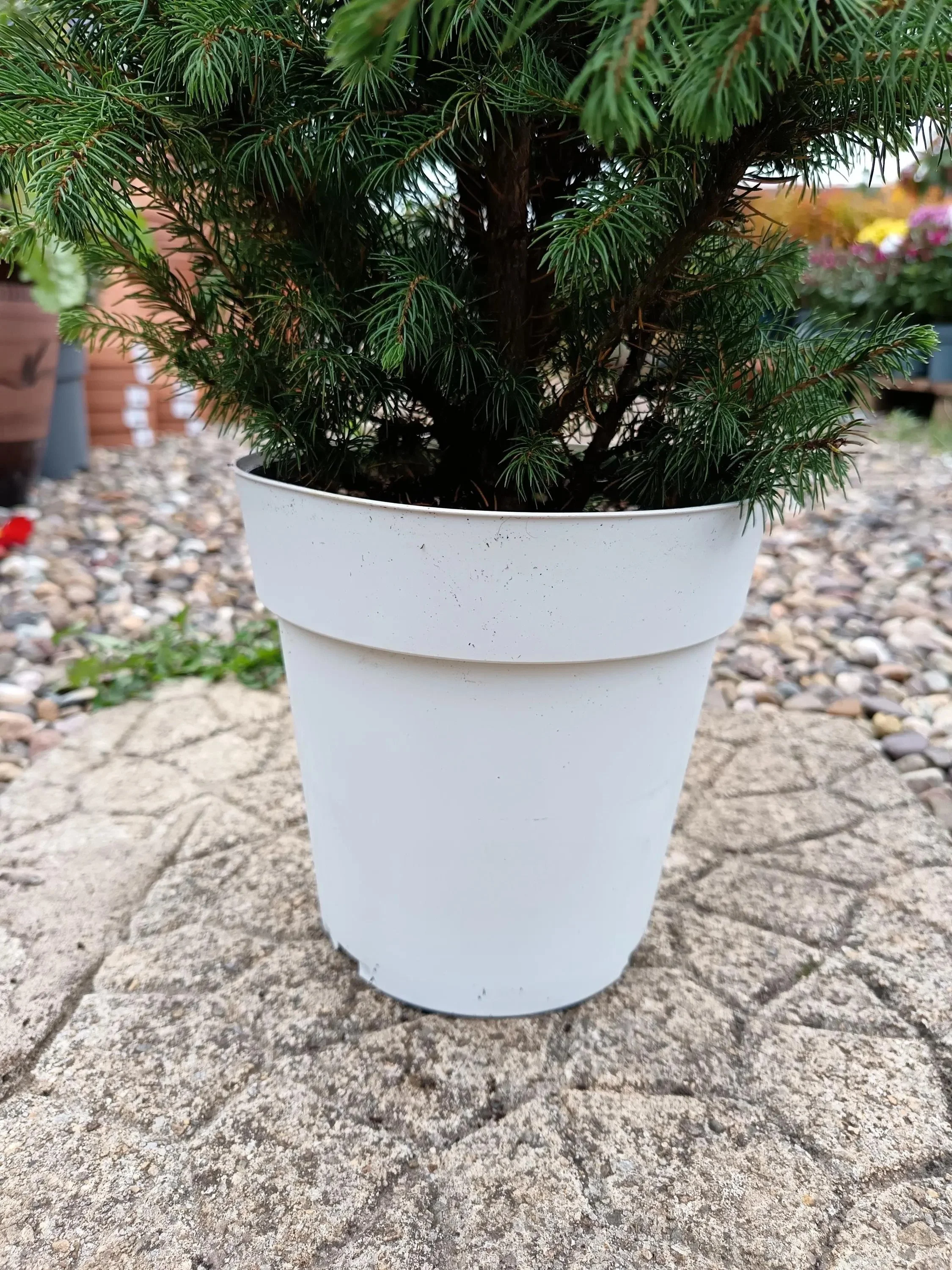 Picea_Glauca_Spruce-4.jpg