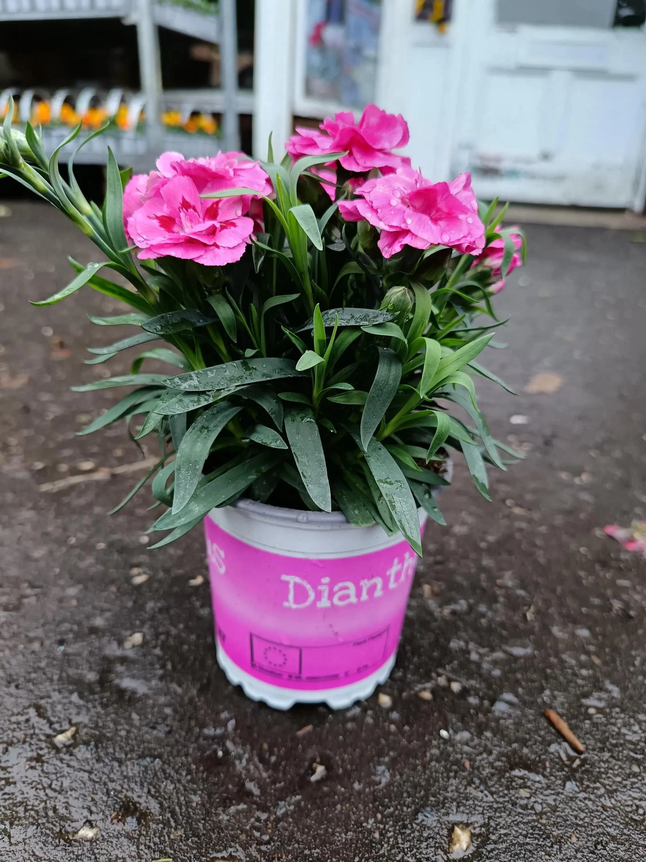 Dianthus_Plants-3.jpg