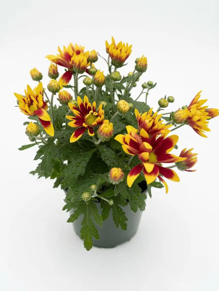 Chrysanthemum_Plant-8.jpg