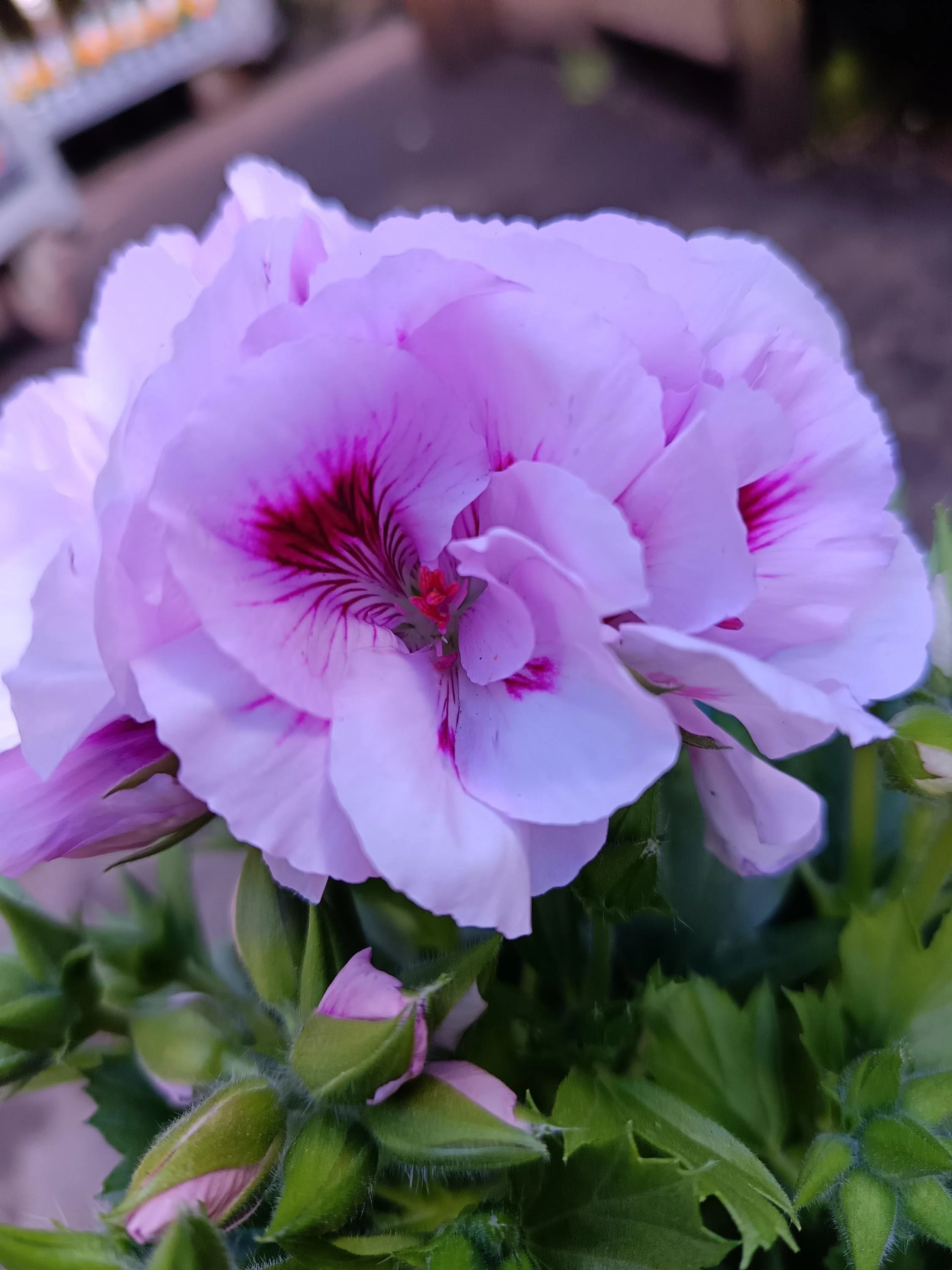 Pelargonium_Plant-9.jpg