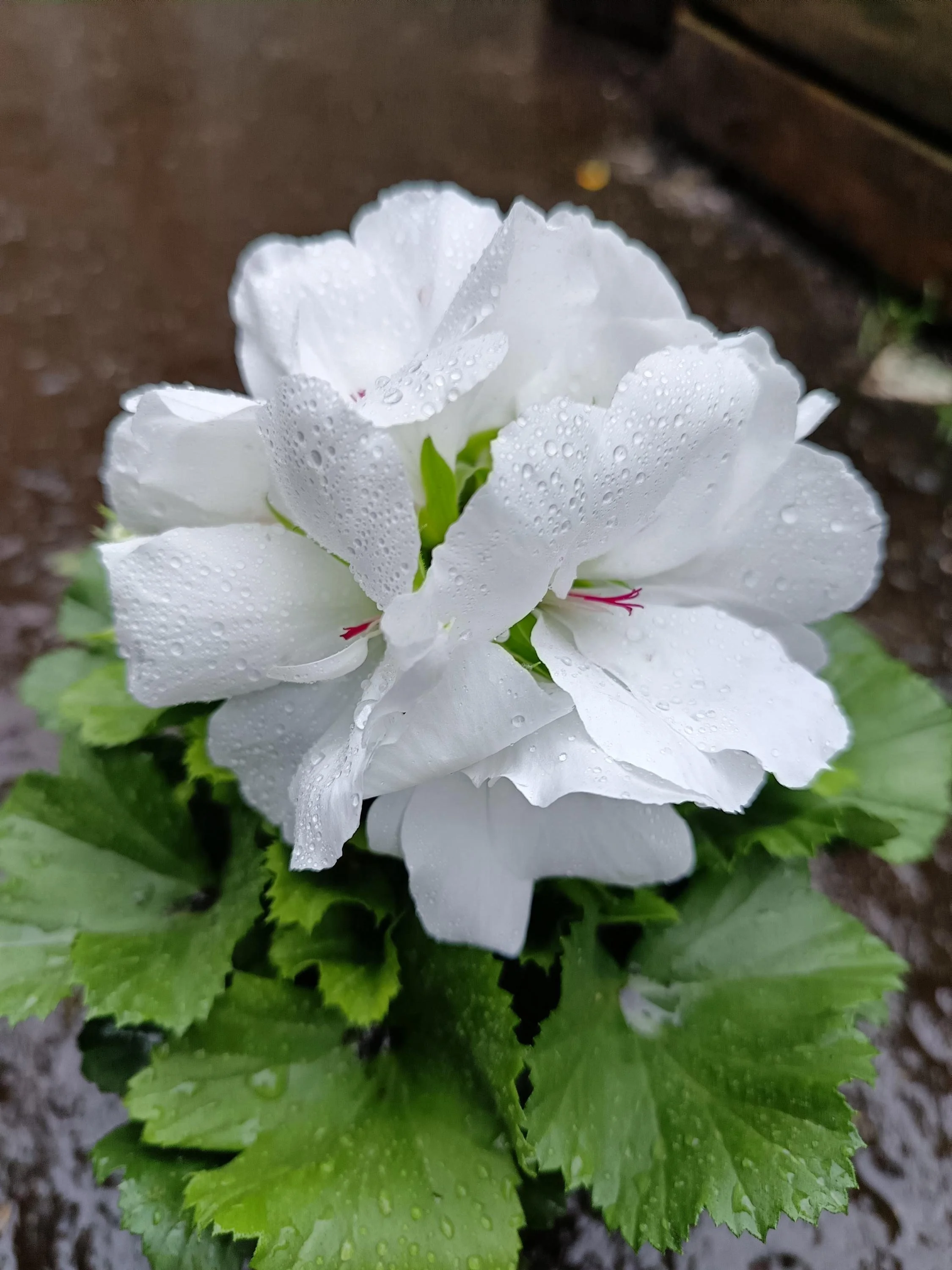 Pelargonium_Plant-3.jpg