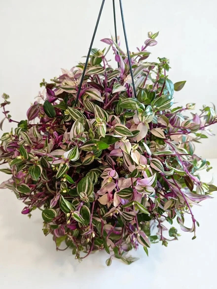 Tradescantia_Tricolour-3.jpg