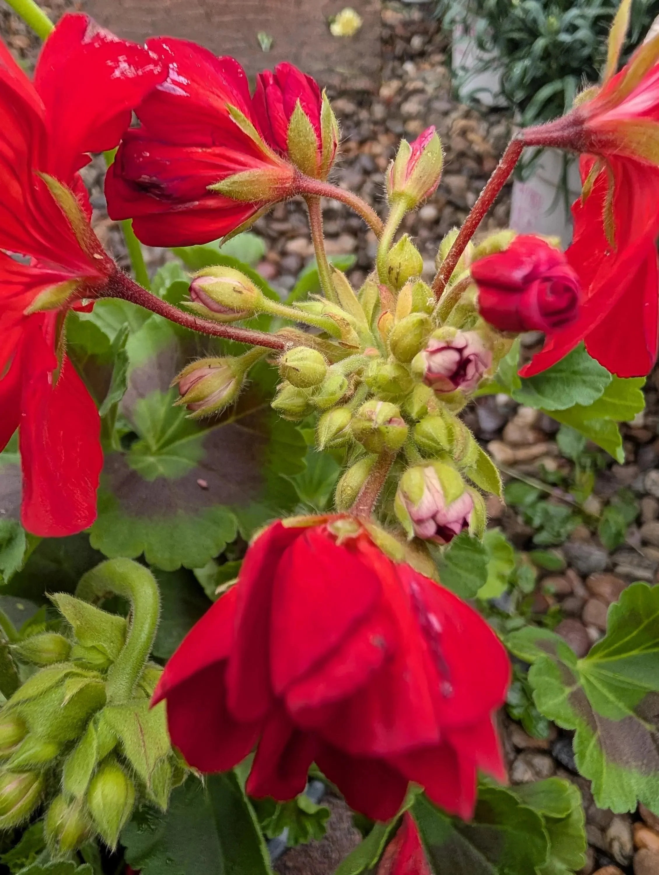 Geranium_Plant-Red-2.jpg