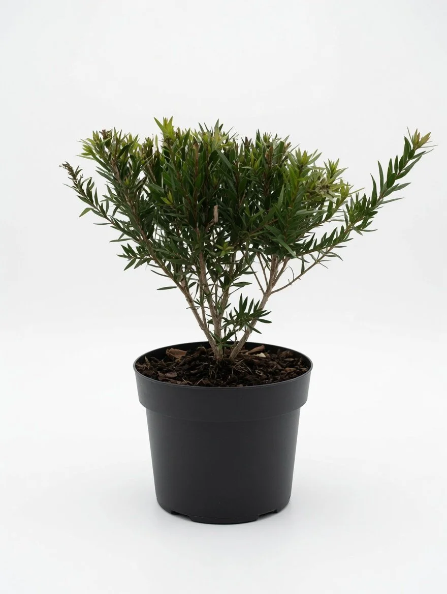 Callistemon_Splendens-Front.jpg