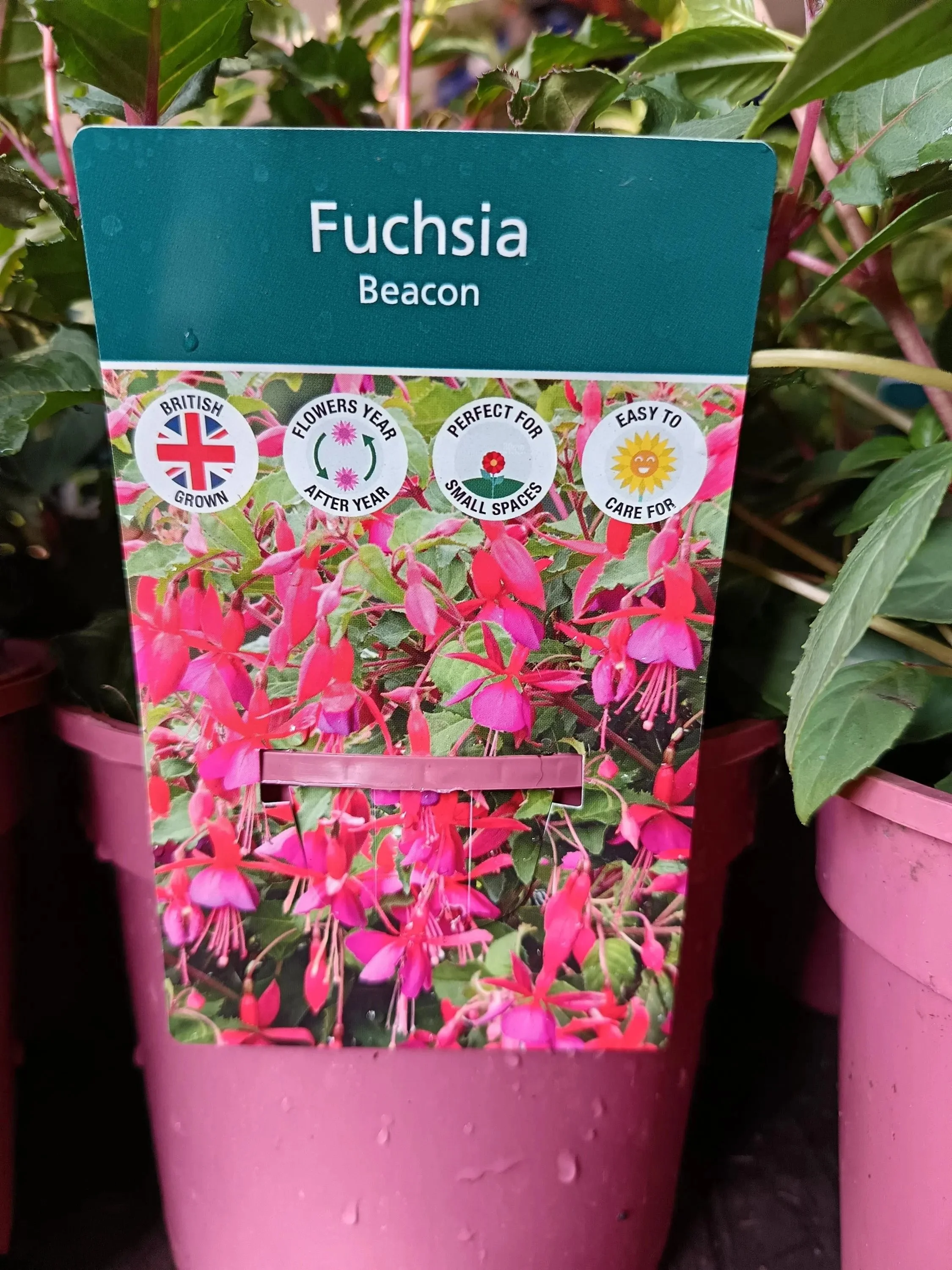 Pink_Purple_Fuchsia_Plants-3.jpg