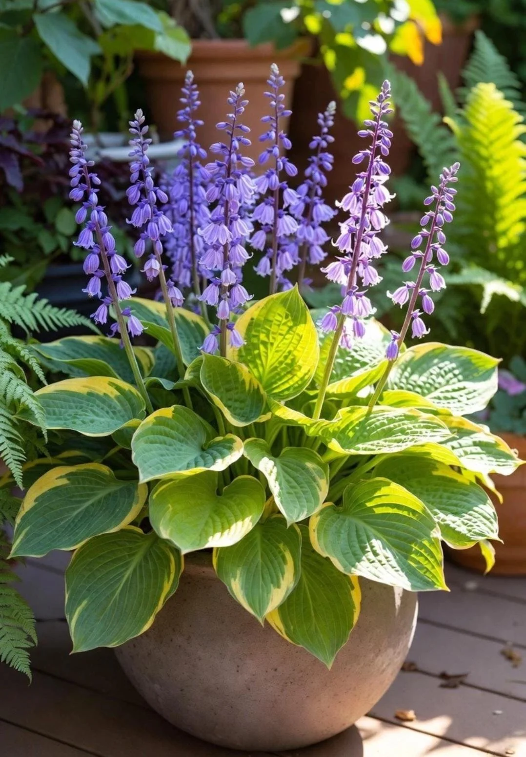 Hosta_Plant-4.jpg