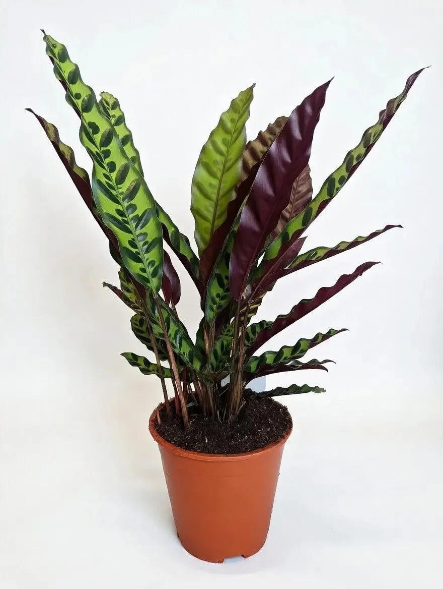 Calathea_Lancifolia-3.jpg