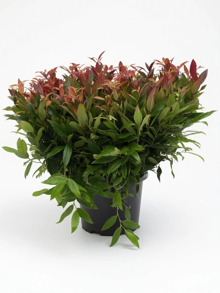 Leucothoe.jpg