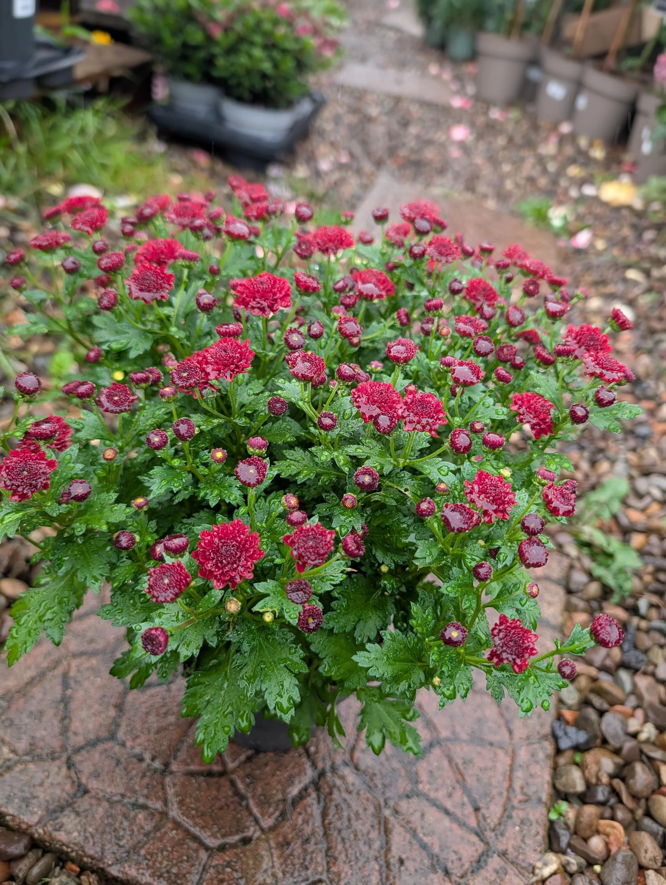 Live Chrysanthemum Plant (1.5L Pot) - Hardy Autumn Garden Mum