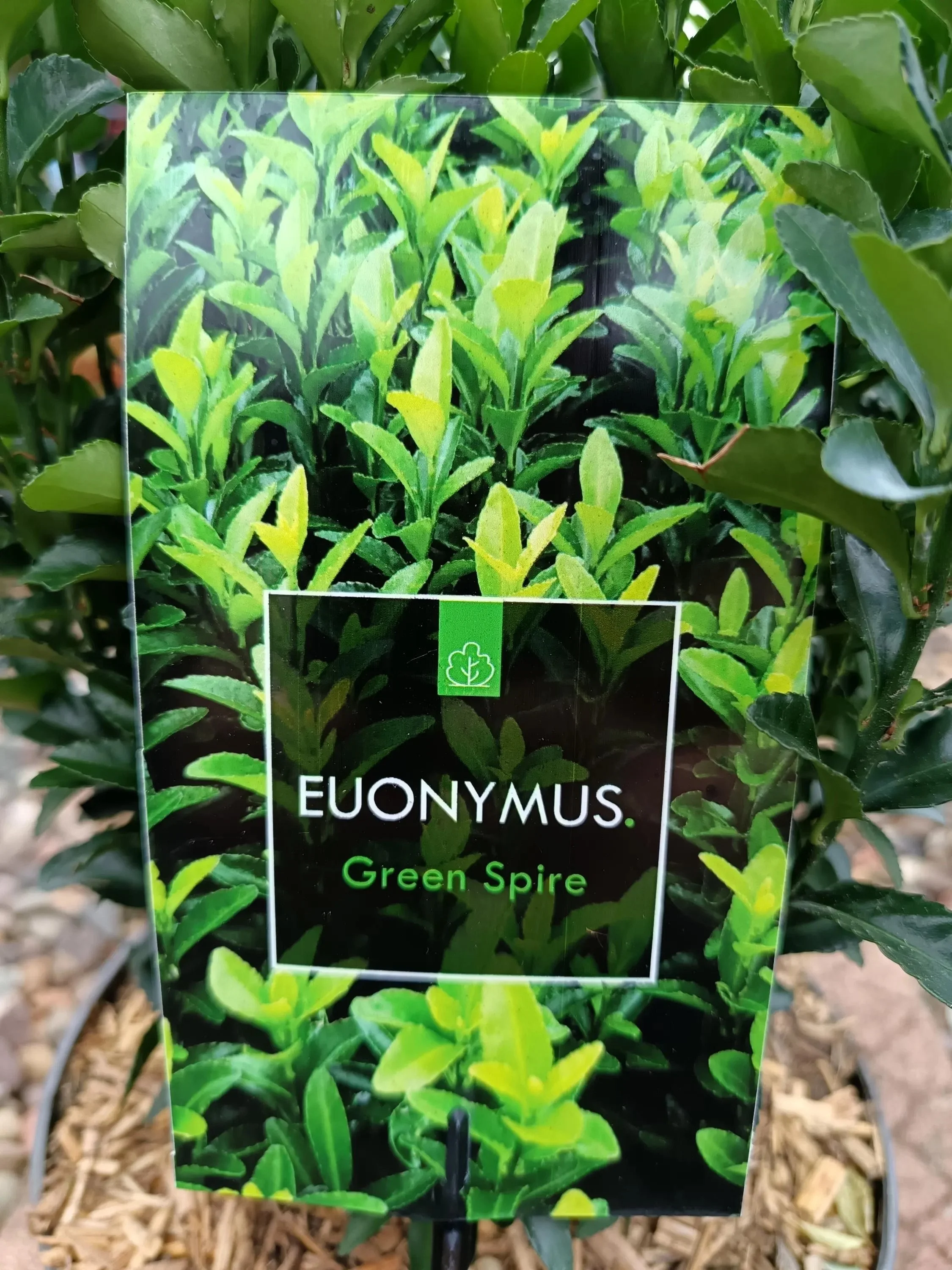 Euonymus_5L-Green-1.jpg
