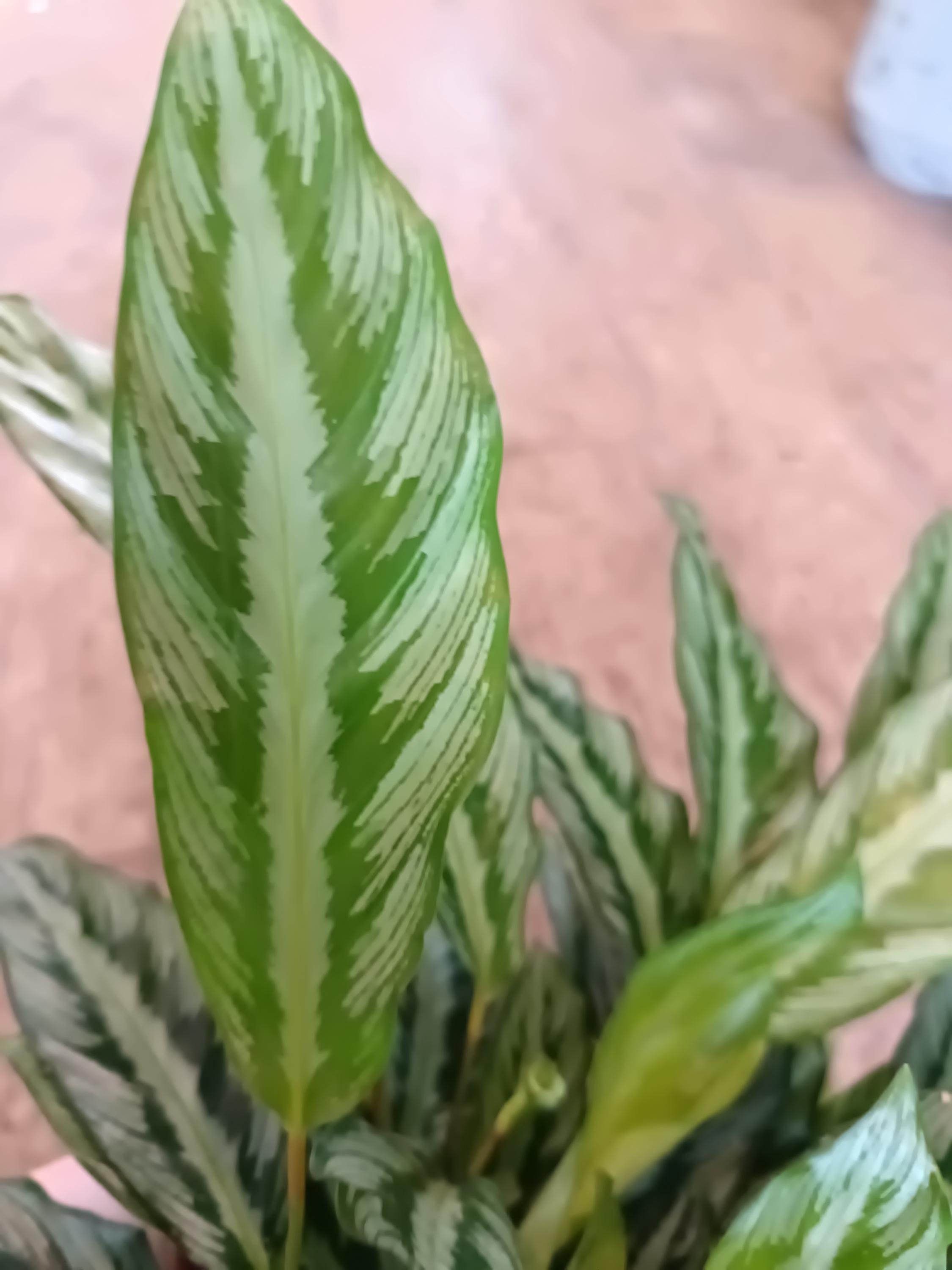 Calathea_Vittata-2.jpg