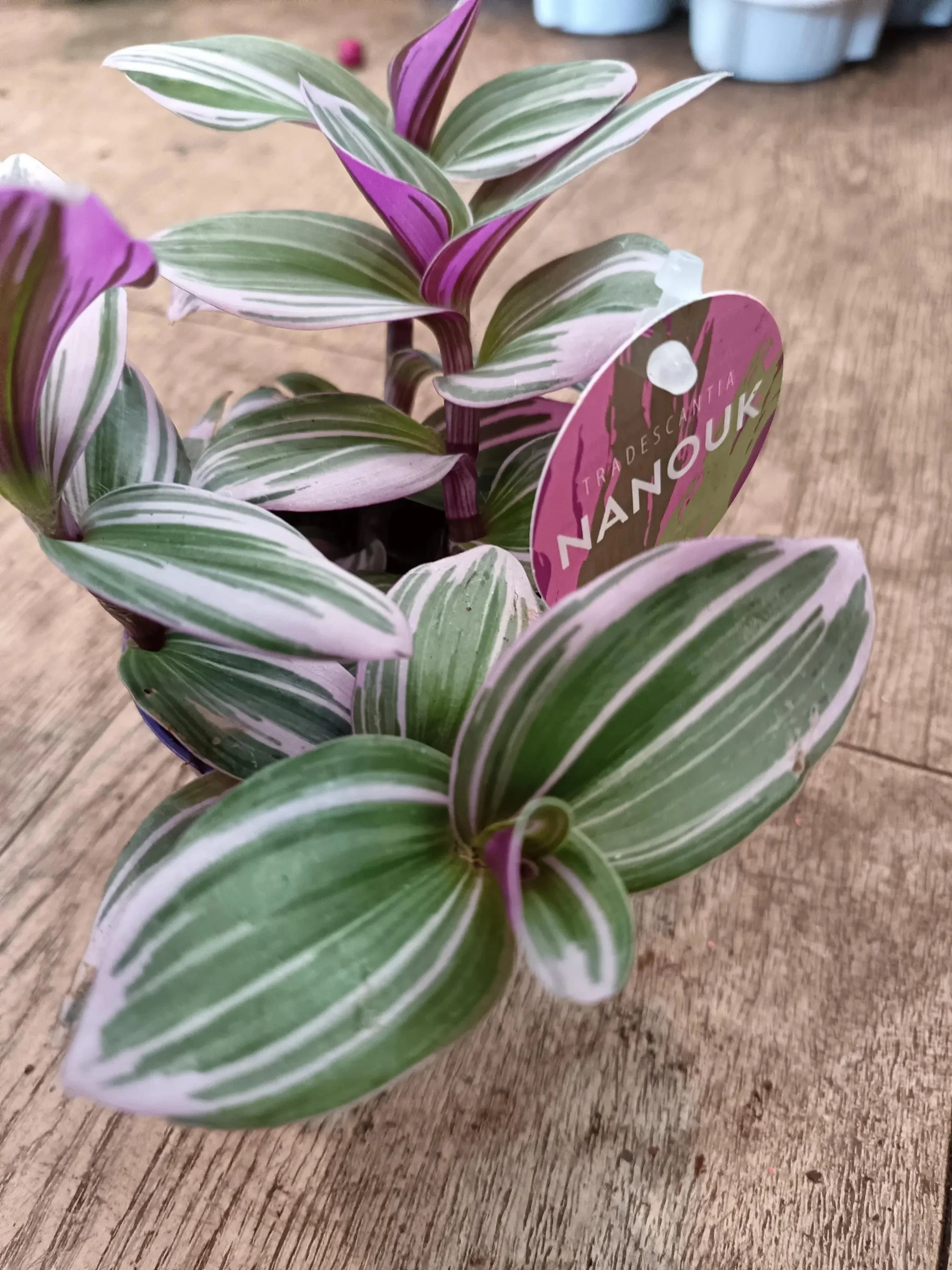 Tradescantia_Nanouk_Plant-4.jpg
