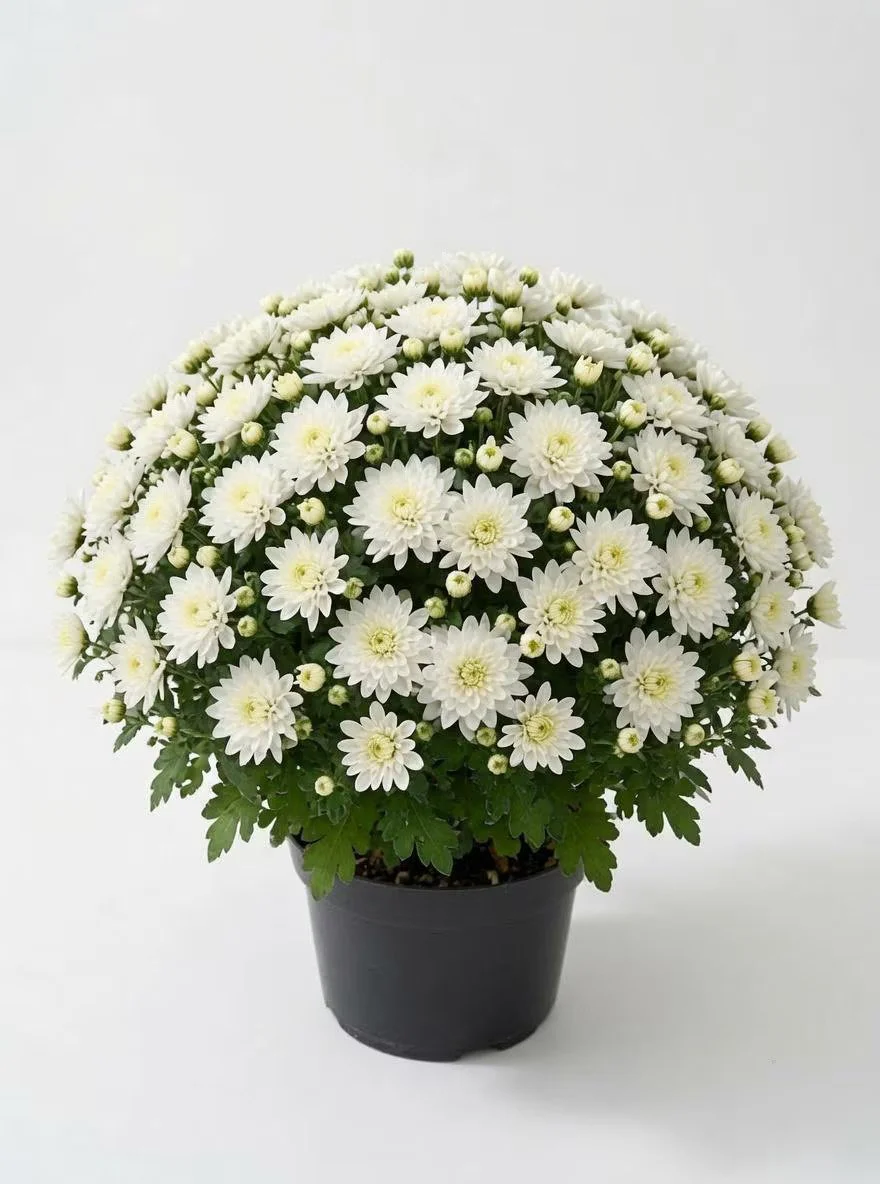 Chrysanthemum_Plant_3L-12.jpg